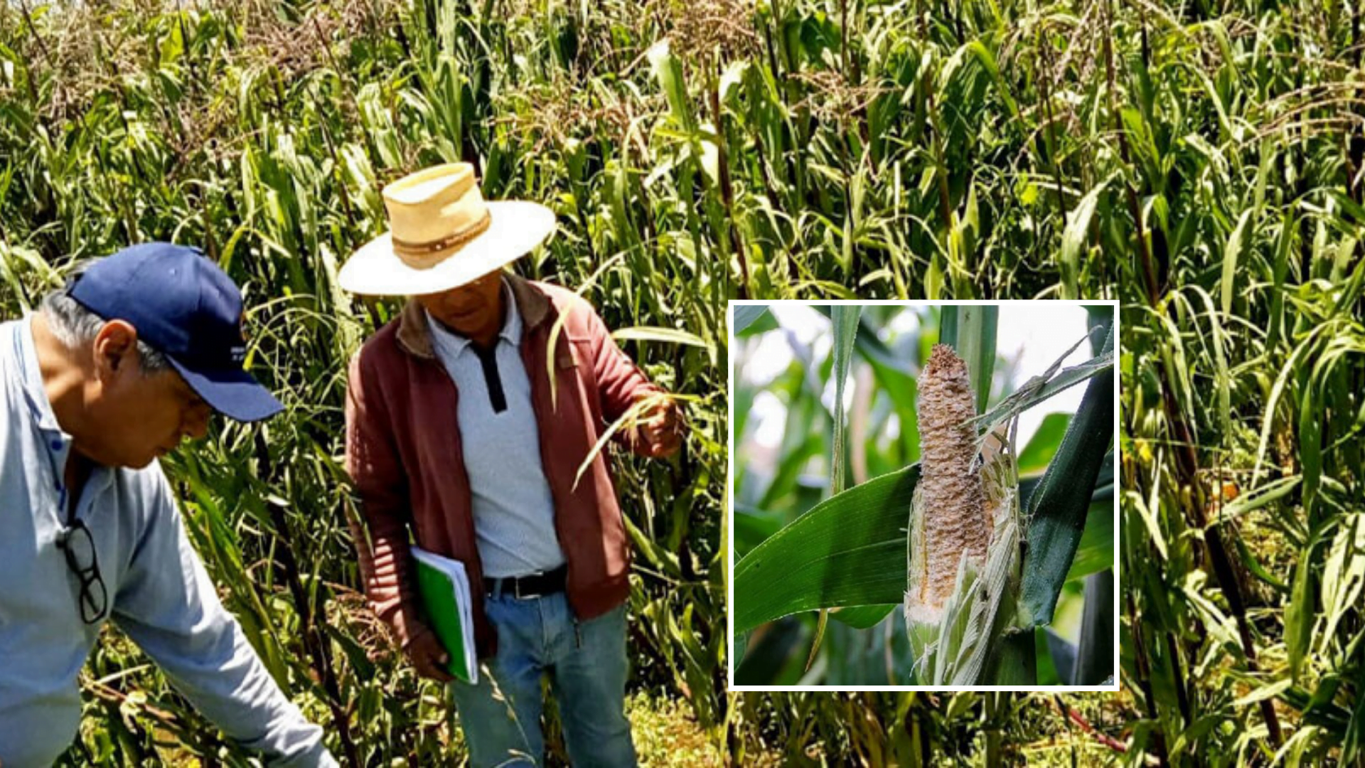 Indemnizarán a agricultores de Maca que perdieron 27 mil hectáreas de cultivos por plaga de ratas