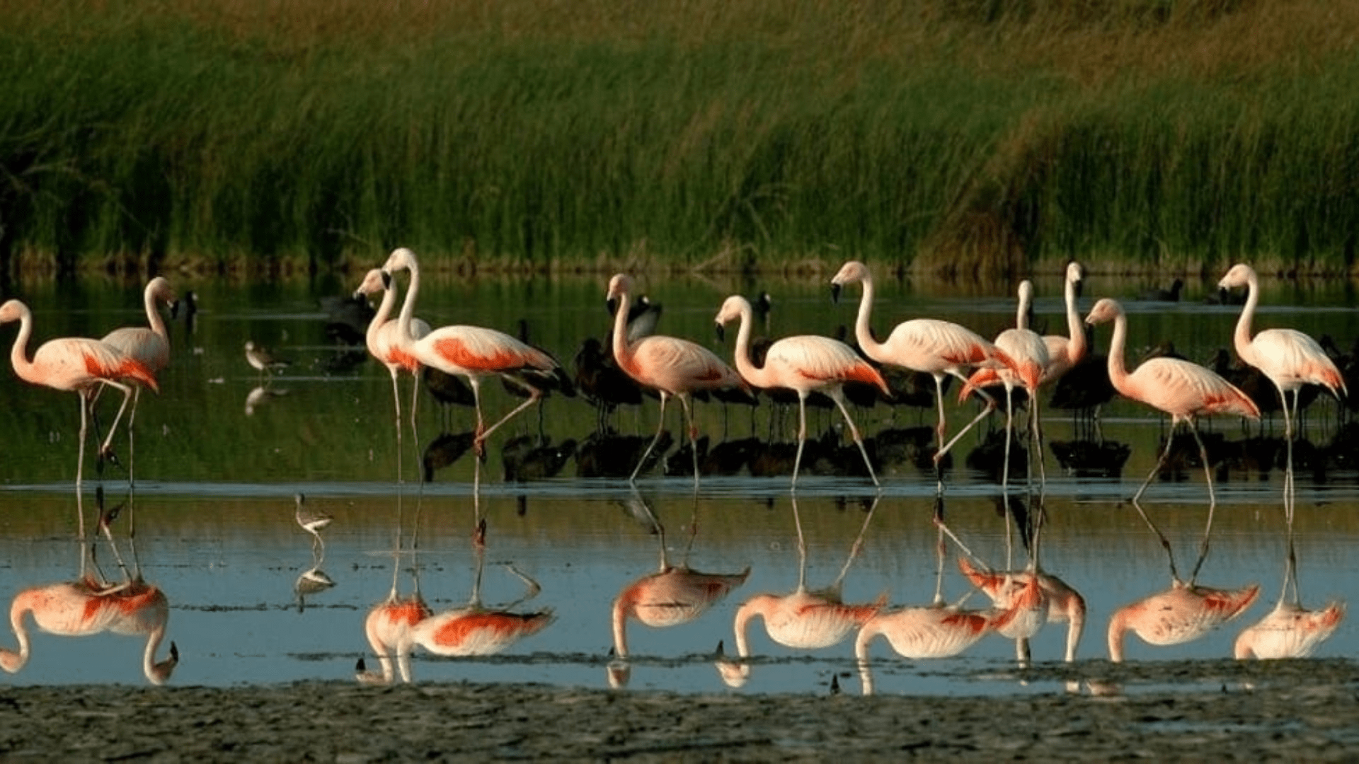 A cuidar las aves migratorias: 138 especies pasan por el Perú, pero su alimento está desapareciendo.