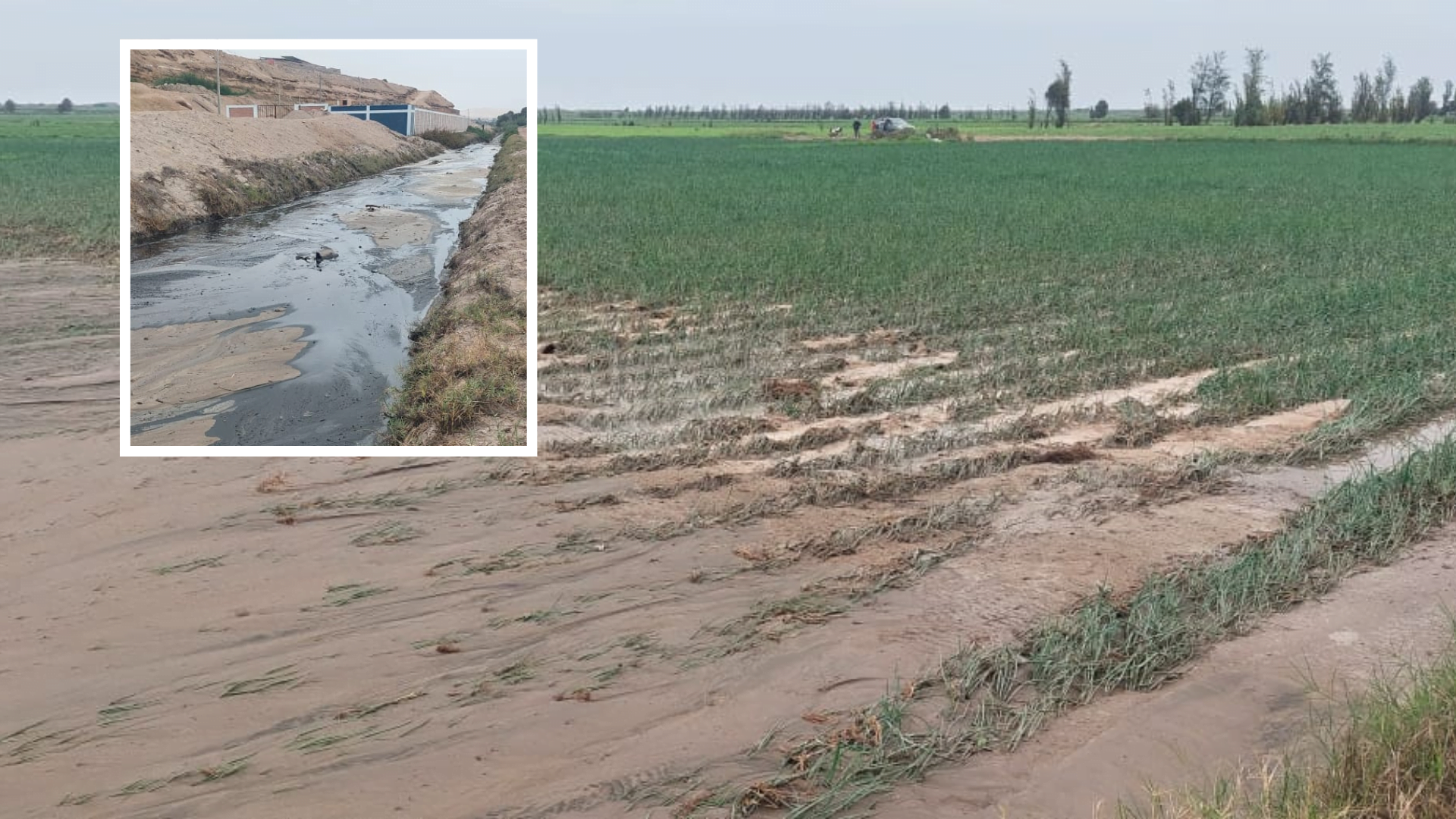 Tubería de desagüe revienta e inunda cosechas de arroz en la zona de Pucchun en Camaná.