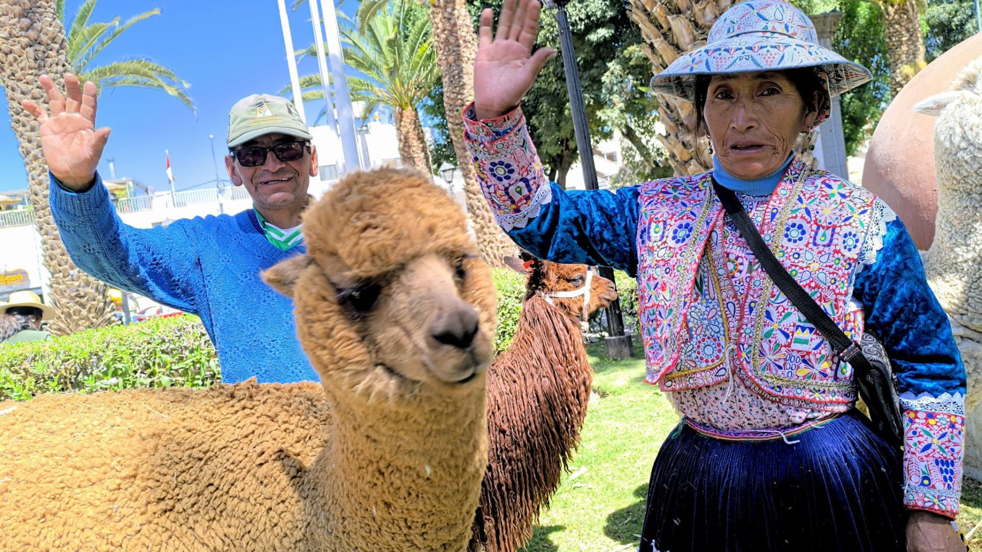 Perú es el primer productor mundial de fibra de alpaca: 48 organizaciones alpaqueras del sur fueron beneficiadas. Se celebró el Día Nacional de la Alpaca.
