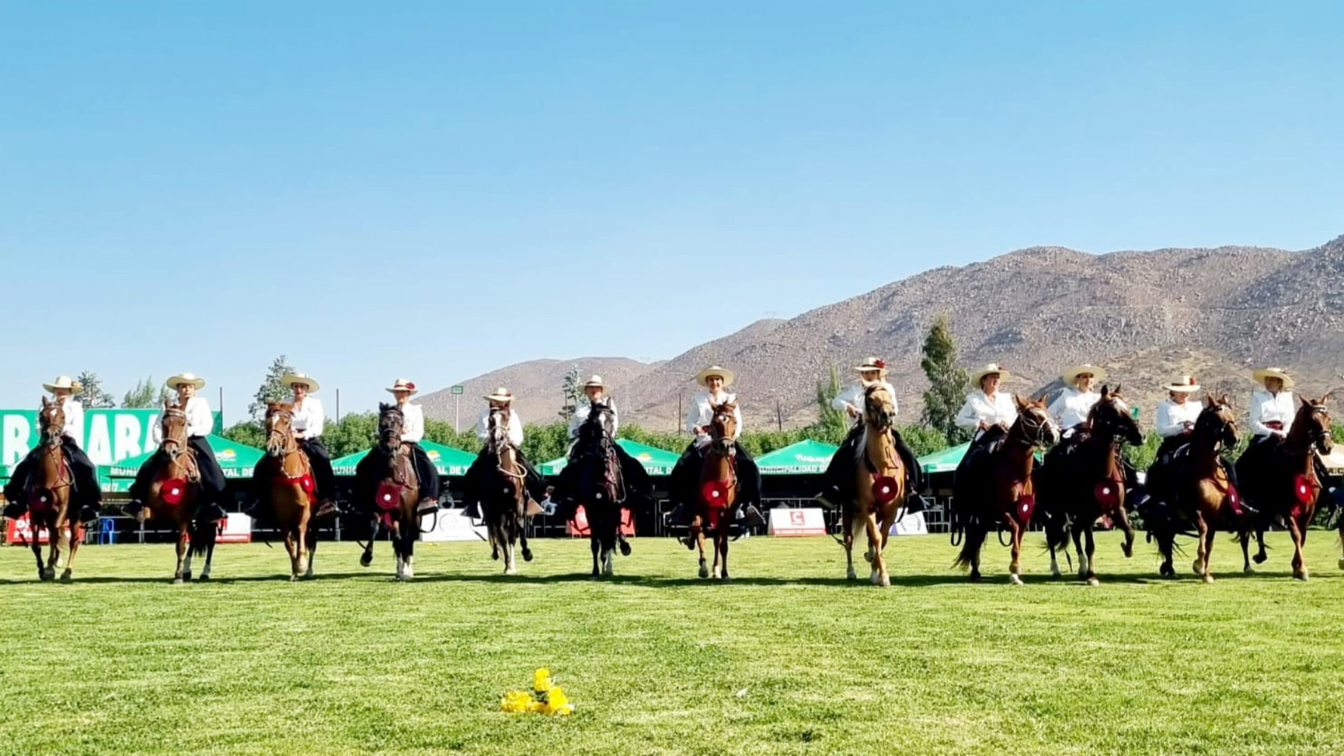 Concurso del Caballo Peruano de paso: evento se realizará del 15 al 17 de agosto en Sabandía