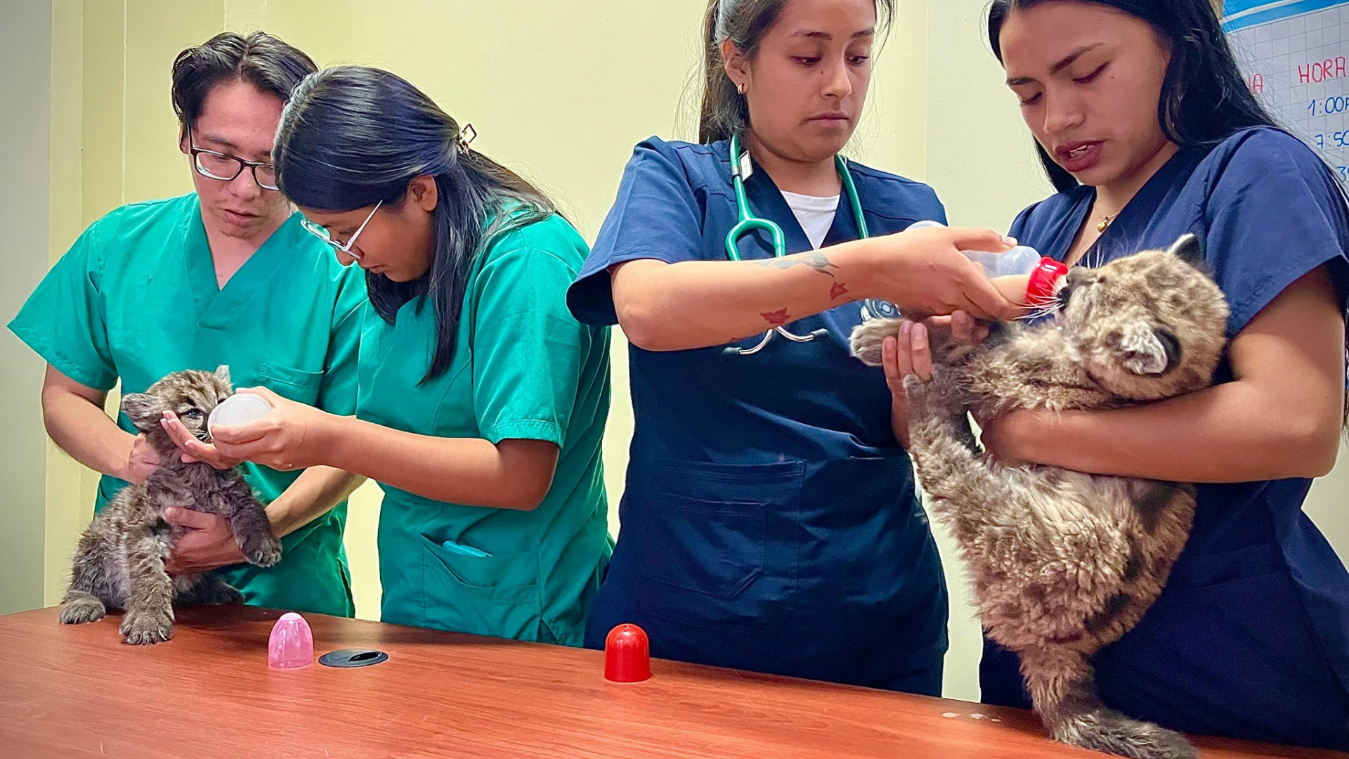Dos cachorros de pumas andinos fueron hallados abandonados en zona andina de Apurímac