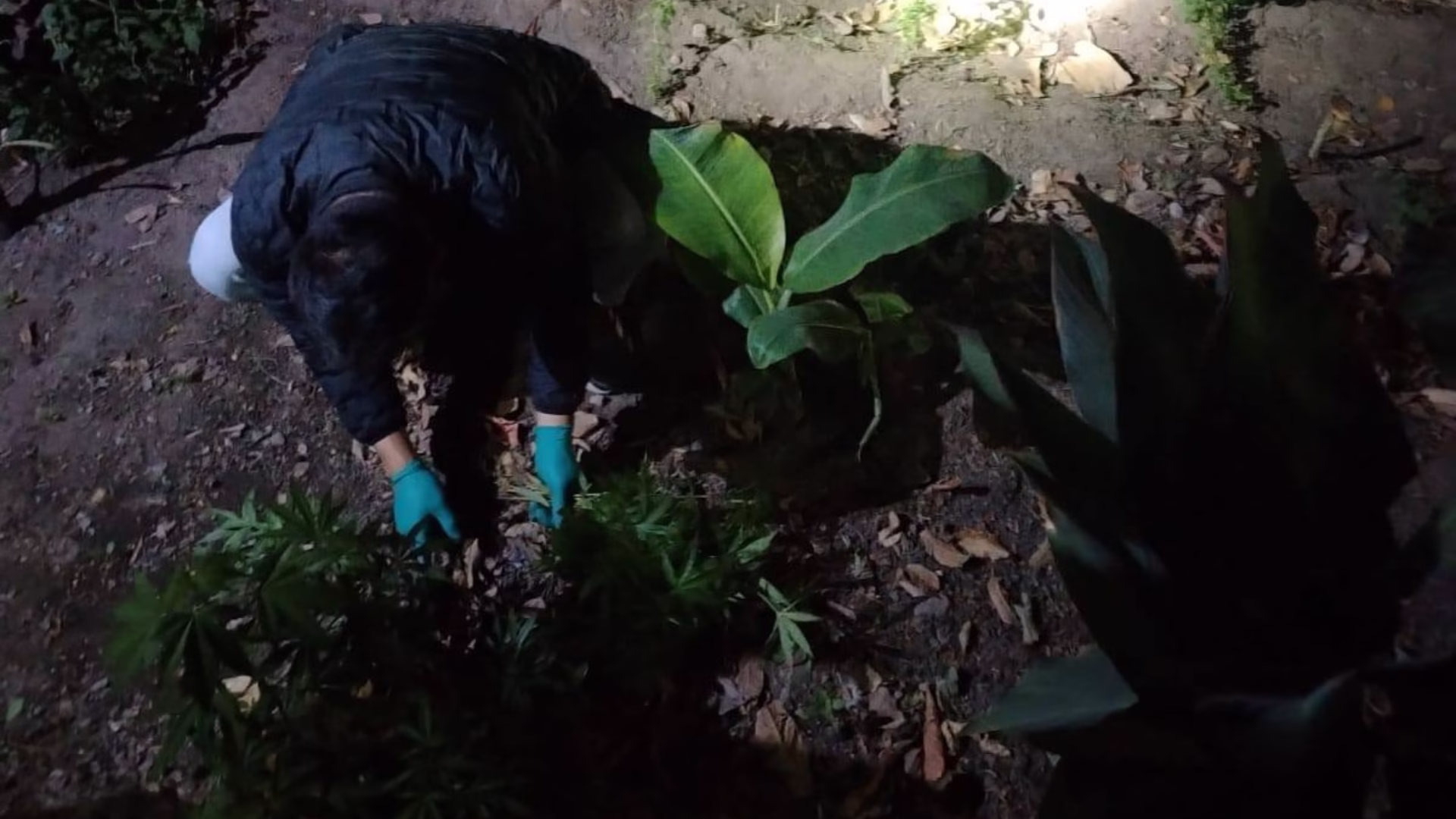 La Joya: intervienen vivienda y hallan más de 100 plantas de marihuana cerca del camal, hay dos detenidos