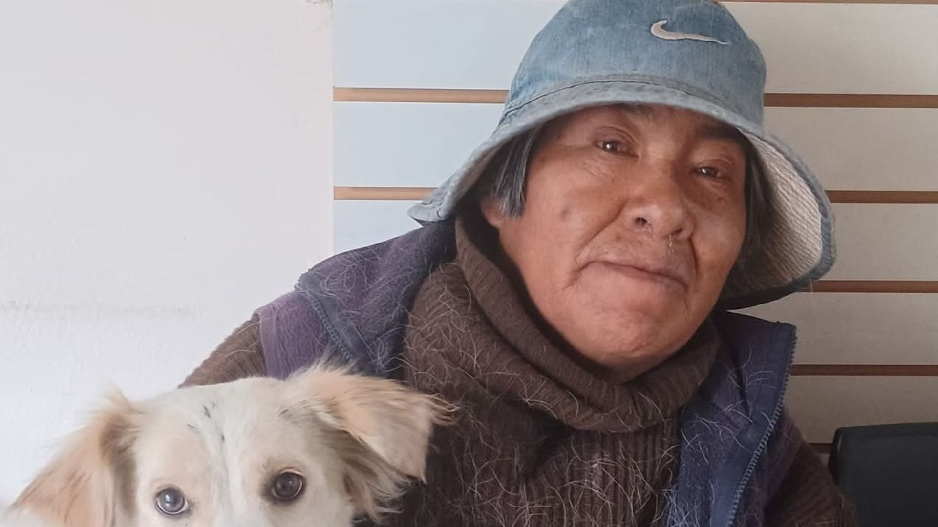 Arequipa: mujer que rescataba animales muere atropellada por custer cuando intentaba alimentar a unos gatitos 1 Arequipa: mujer que rescataba animales muere atropellada por custer cuando intentaba alimentar a unos gatitos