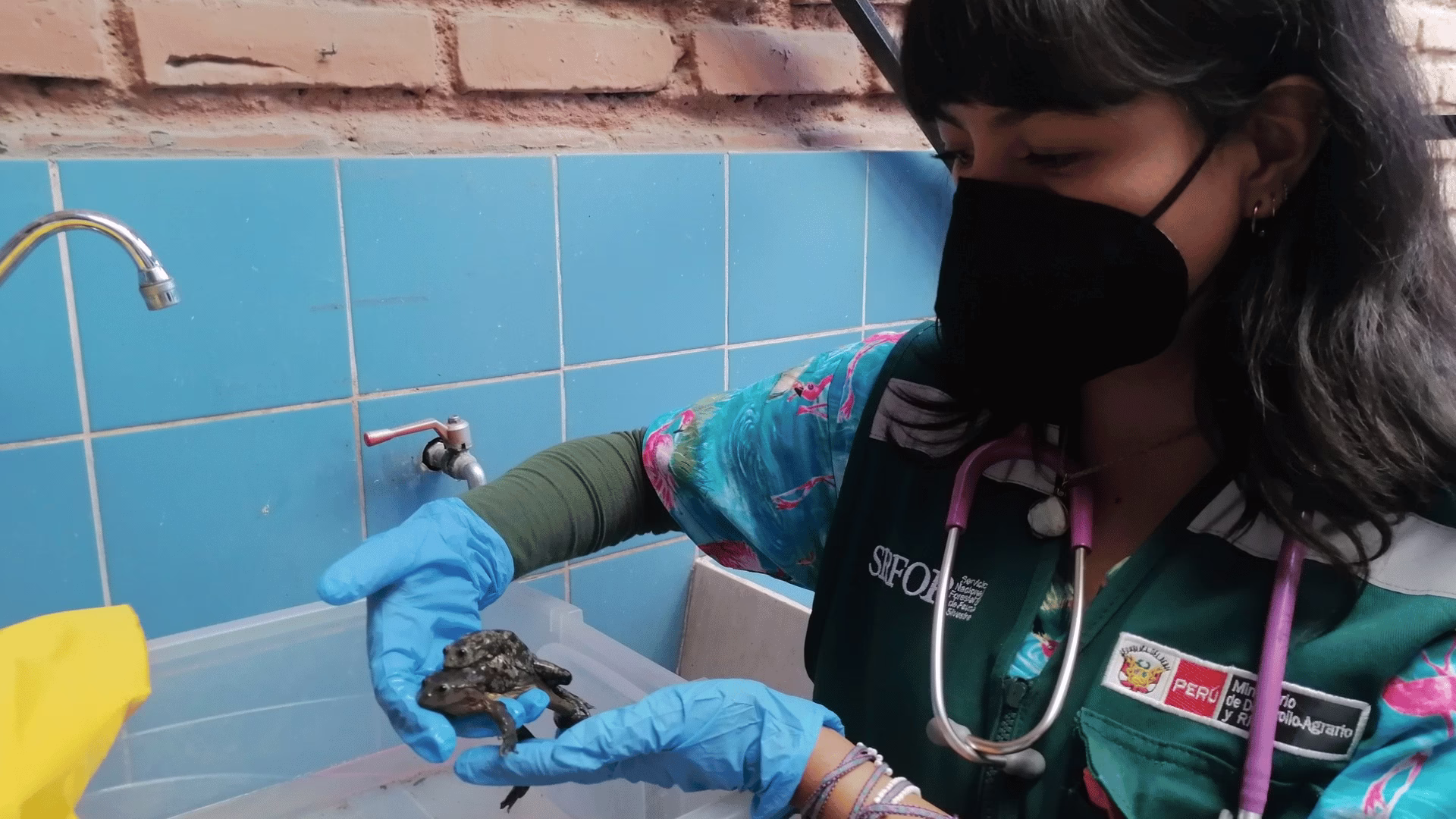 Serfor incauta ranas del Titicaca en comercio naturista de Juliaca; eran ofrecidas como extracto 1 Serfor incauta ranas del Titicaca en comercio naturista de Juliaca; eran ofrecidas como extracto 2026