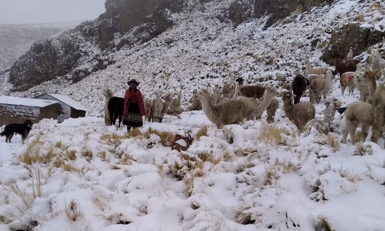 Nevadas en Moquegua: animales muertos y denuncias por falta de apoyo 2026