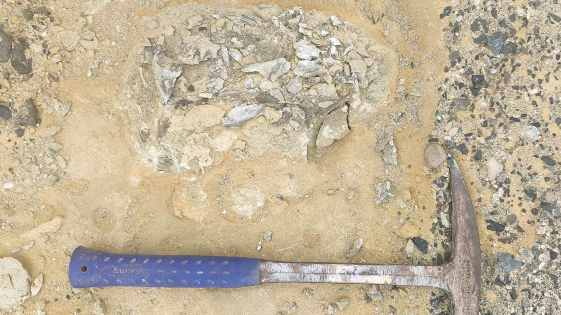 Descubren en Arequipa antiguo lobo marino que habitó la costa hace 1,6 millones de años: en la zona de Sacaco