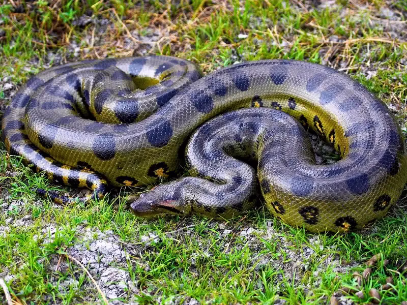 Revelan nueva especie de anaconda gigante en la Amazonía: supera los cinco metros y expone grave contaminación ambiental 2026