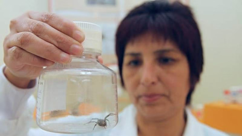 Minsa advierte sobre aumento de picaduras de araña doméstica: pueden provocar cuadros graves y mortales 2026