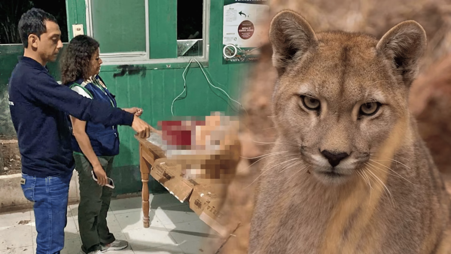 Asesinan a puma protegido en San Martín: Fiscalía investiga caza ilegal y delito ambiental.