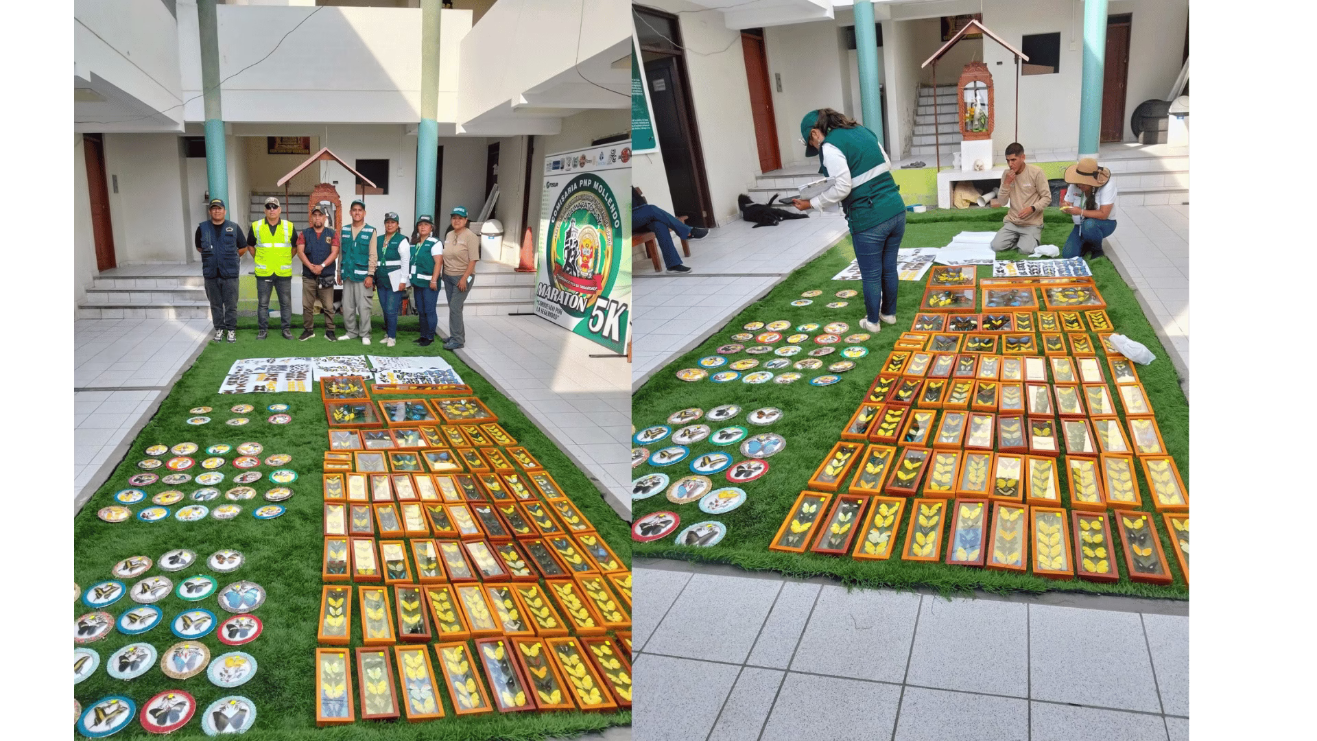 Tráfico de fauna en Arequipa: decomisan más de 600 mariposas en feria de Mollendo en Islay 2 Tráfico de fauna en Arequipa: decomisan más de 600 mariposas en feria de Mollendo en Islay 2026