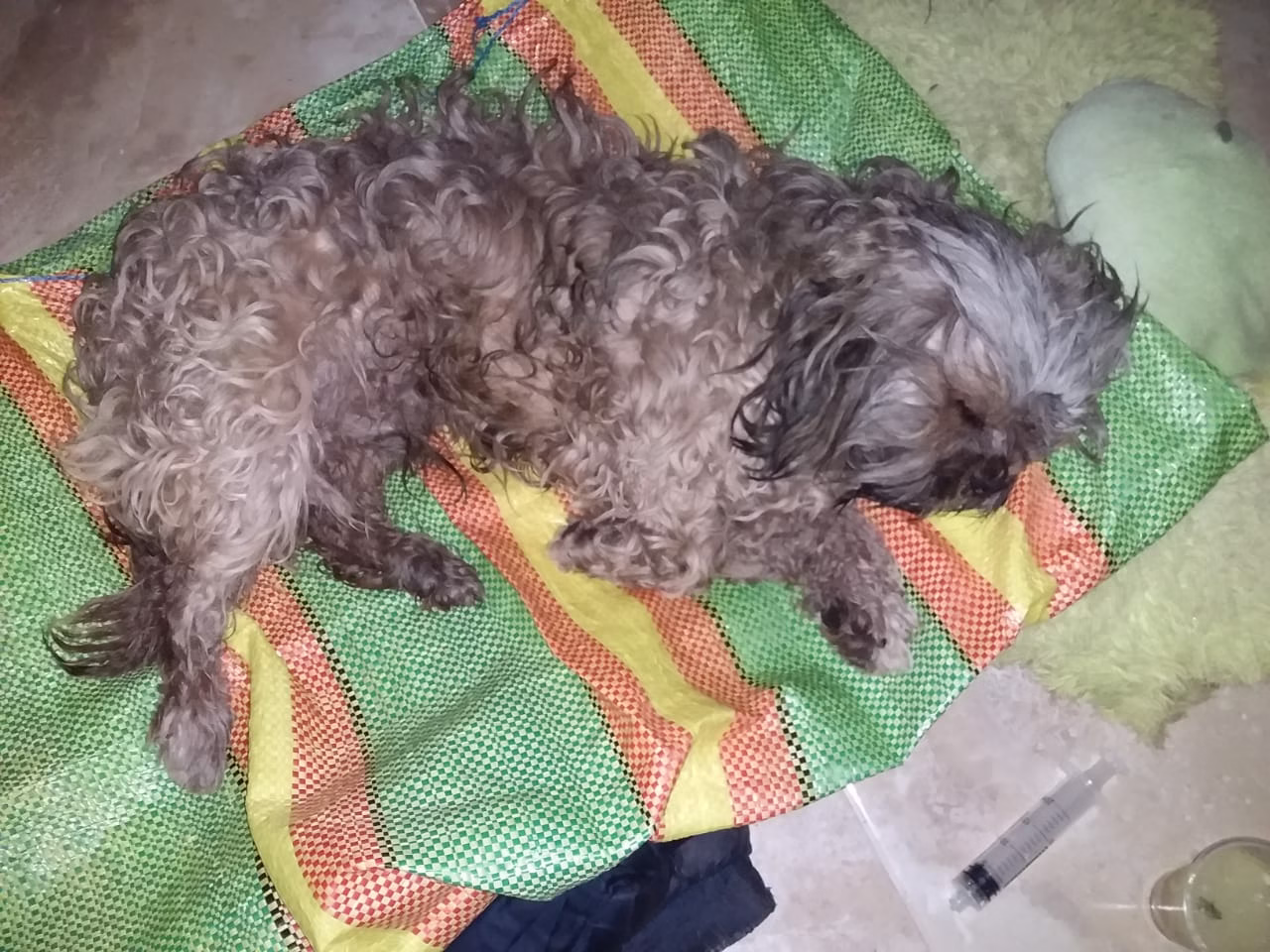 Chaku cusqueño: el perro protector de los Andes que busca reconocimiento oficial como nueva raza peruana 2026