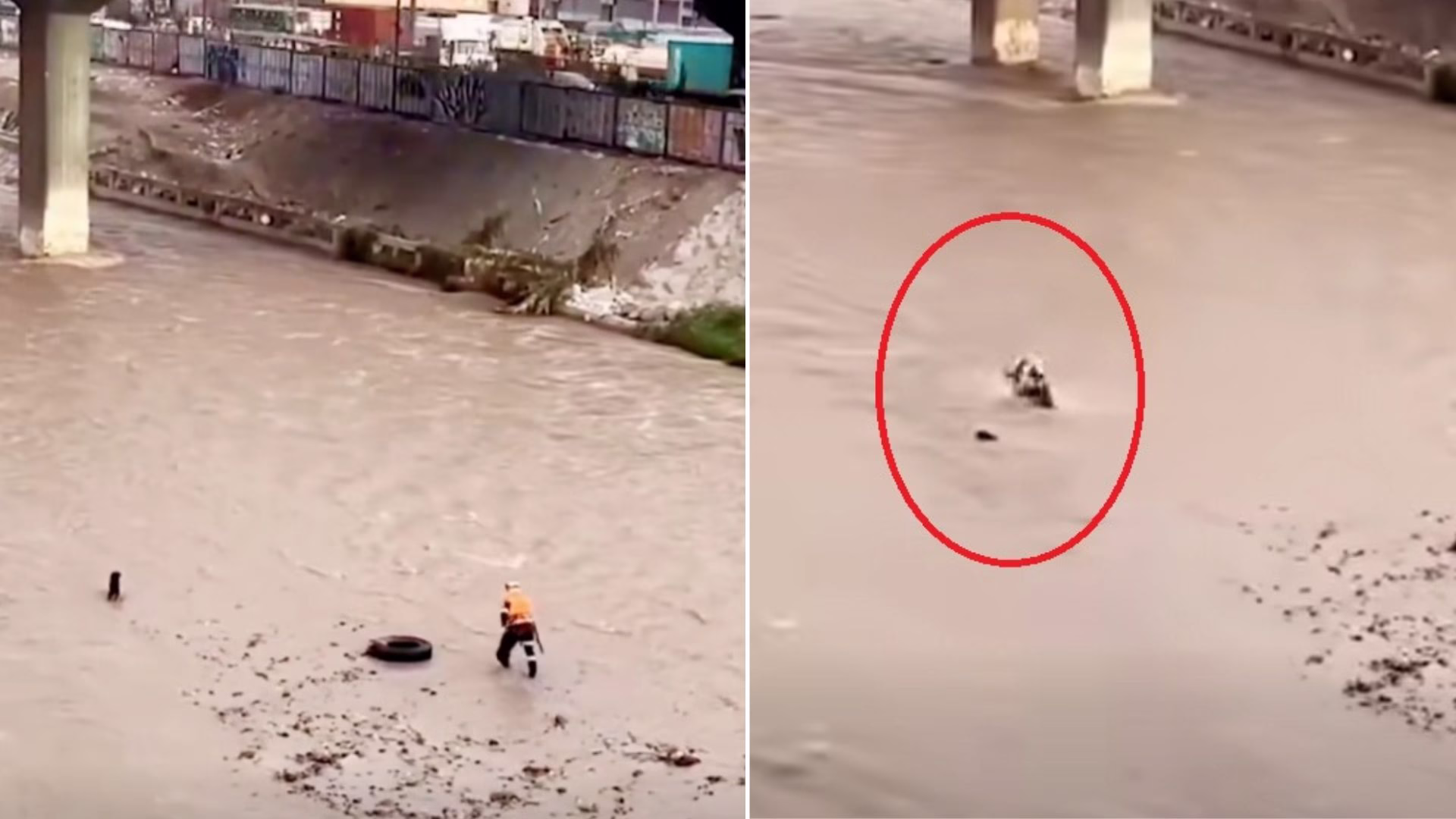 Fatal accidente: Policía es arrastrado por el río Rímac durante rescate de perrito en el Cercado de Lima