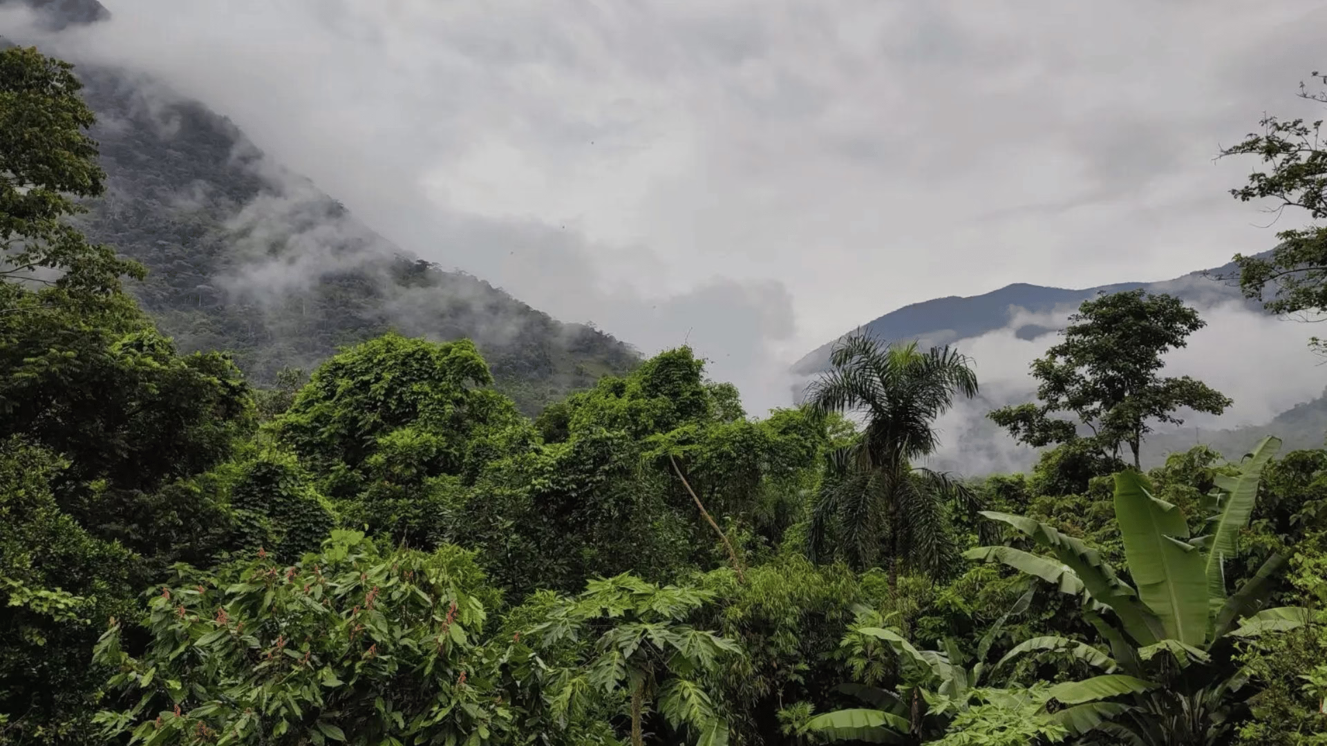 Puno impulsa creación del Área de Conservación Selva Verde para proteger bosques y especies emblemáticas 2026