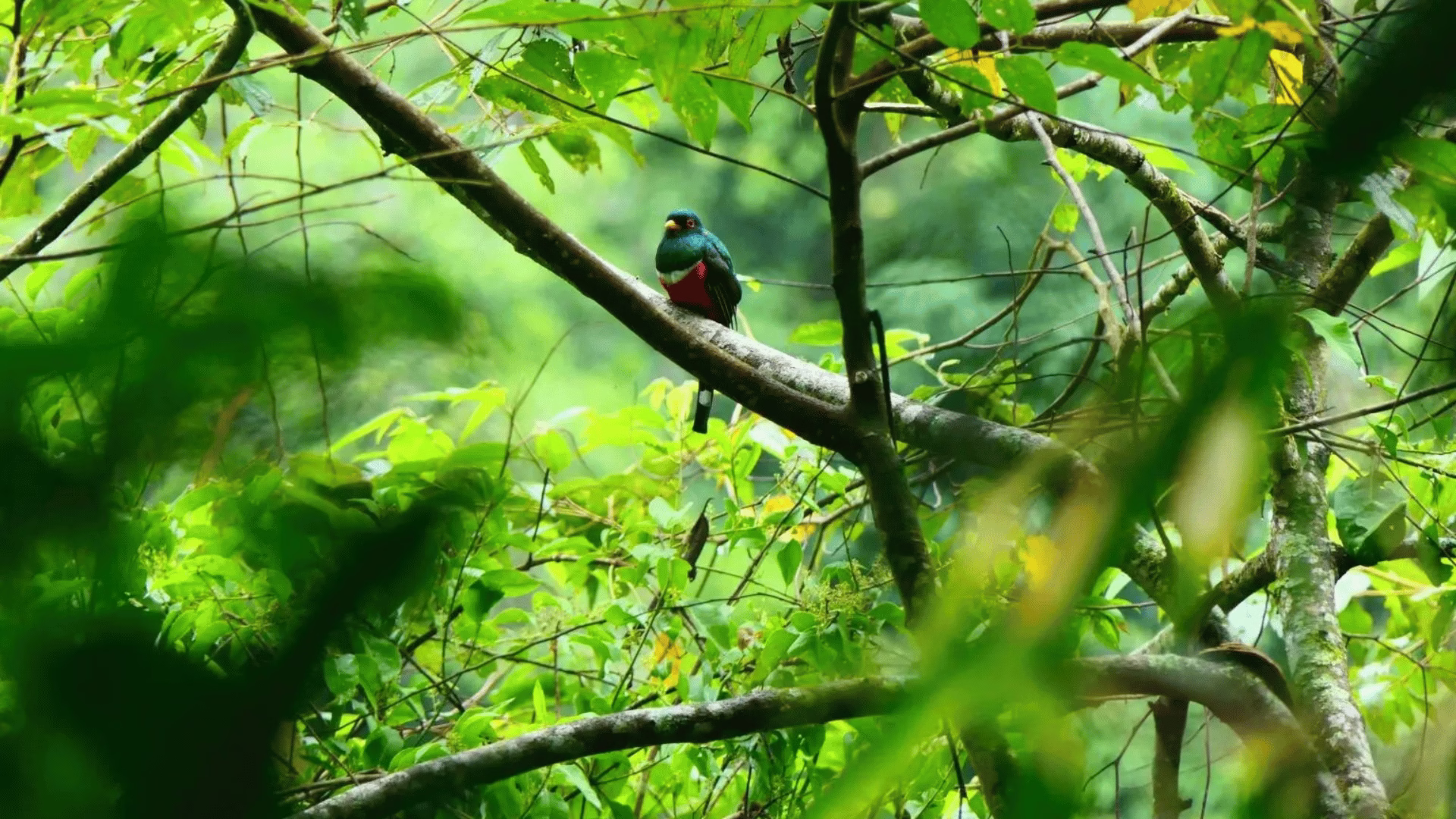 Puno impulsa creación del Área de Conservación Selva Verde para proteger bosques y especies emblemáticas.