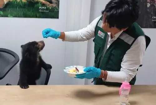 Puno: rescatan cría de oso andino que era mantenida ilegalmente en vivienda de Ayapata 1 Puno: rescatan cría de oso andino que era mantenida ilegalmente en vivienda de Ayapata 2026