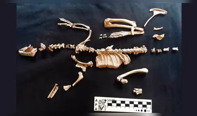 Hallazgo histórico en Argentina: pequeño dinosaurio de 90 millones de años ayuda a resolver un misterio evolutivo 2026