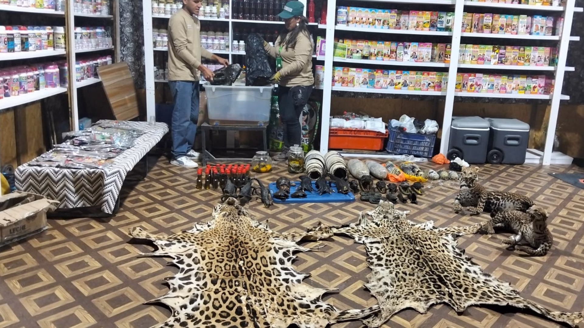 Arequipa: decomisan 11 animales silvestres vivos y decenas de especies disecadas en granja ilegal en Caravelí 1 Arequipa: decomisan 11 animales silvestres vivos y decenas de especies disecadas en granja ilegal en Caravelí