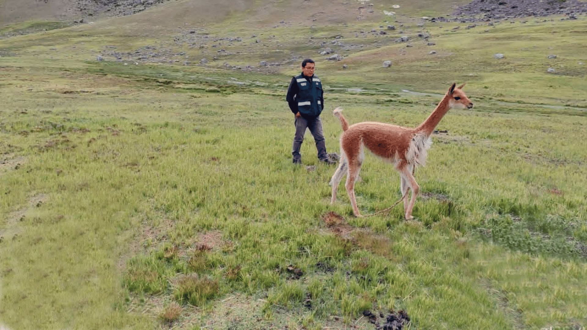 Fauna silvestre libre. 