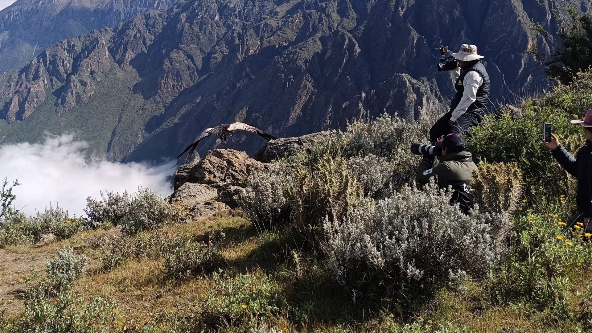 Arequipa: Serfor libera al cóndor “Chaska” tras exitosa rehabilitación y la monitoreará vía satélite