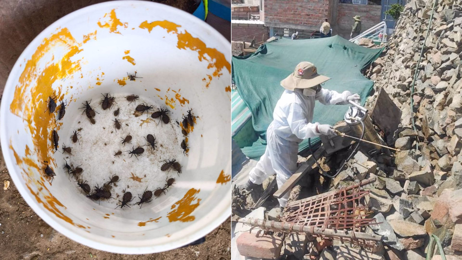 Arequipa: detectan chirimachas en San José de Tiabaya y realizan fumigación en más de 40 viviendas