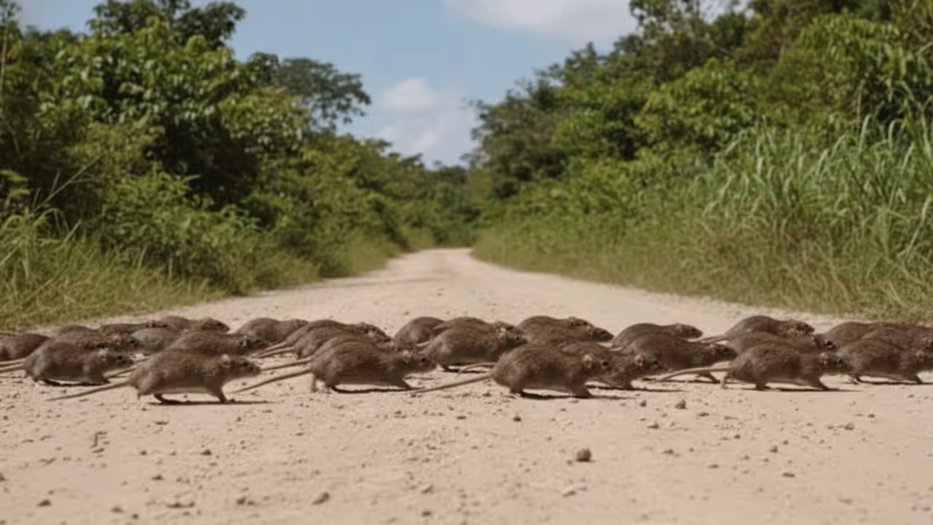 Puno: plaga de ratas genera preocupación entre familias de Alto Inambari.