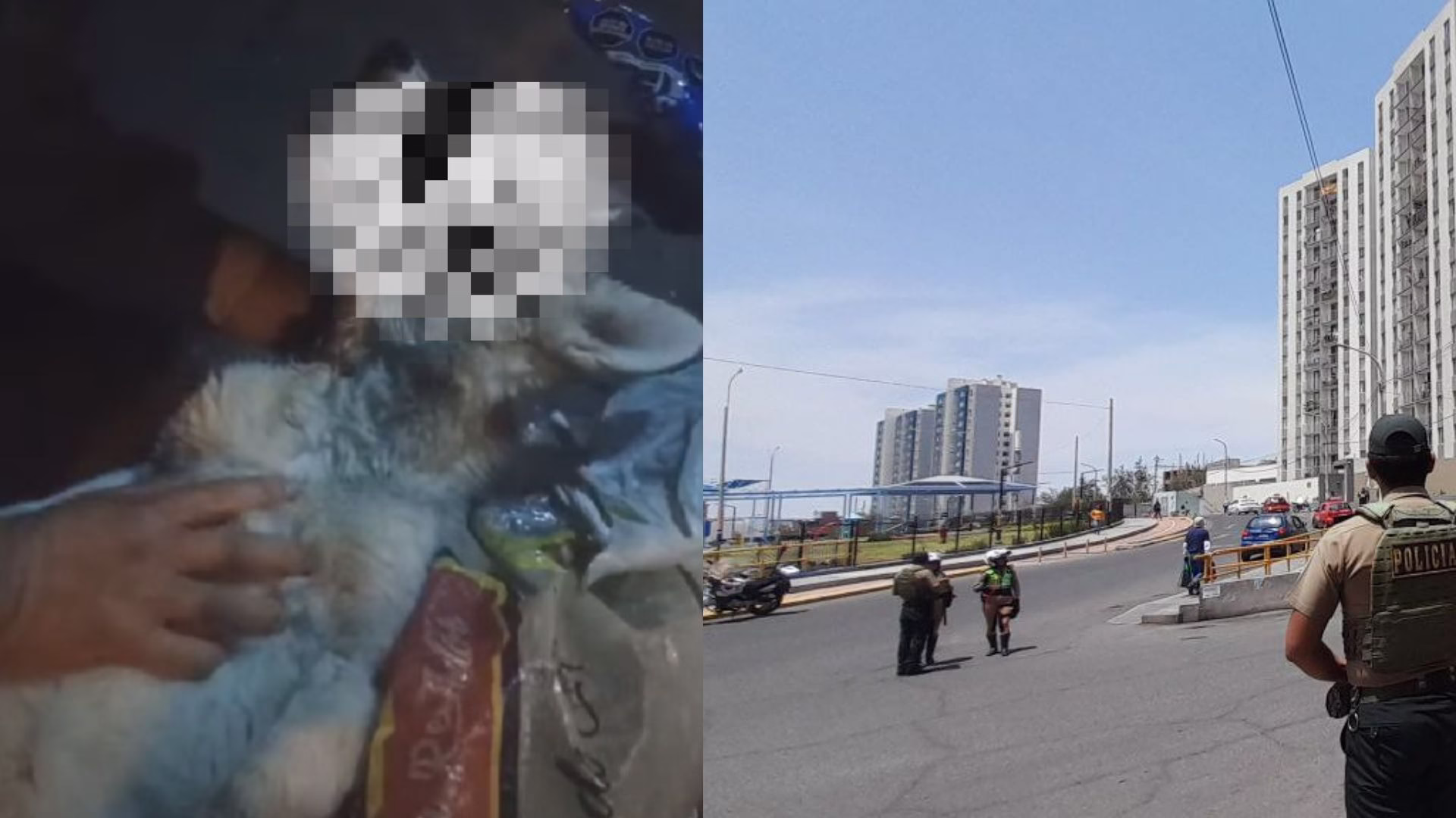 Crueldad animal: hallan agonizando a cachorra husky dentro de contenedor de basura en Miraflores