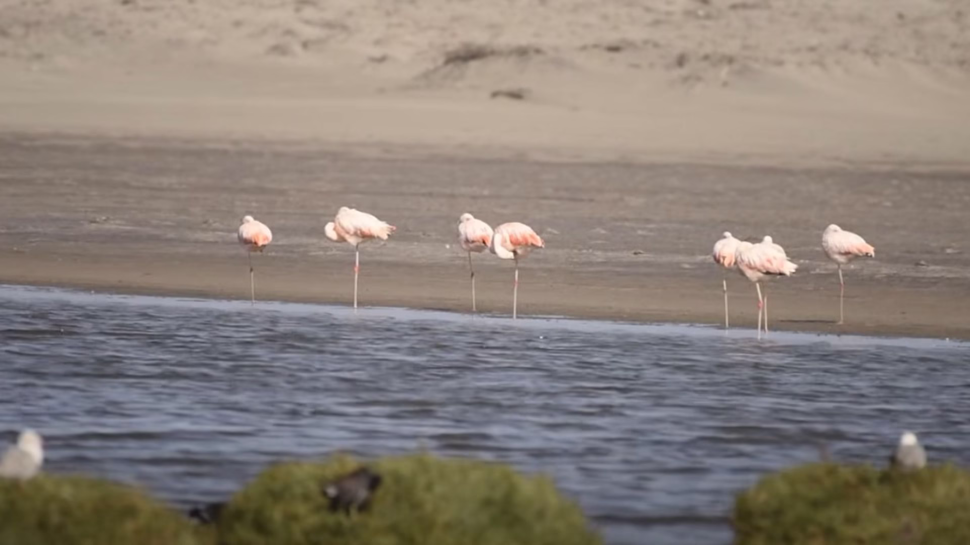 Arequipa: declaran de interés nacional la conservación y promoción turística de los humedales de Chaviña 