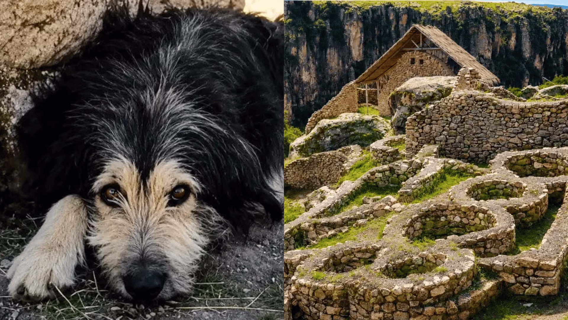 Del abandono a la historia: Chuño, el perrito que encontró una familia entre arqueólogos y ahora cuida T’aqrachullo como su hogar.