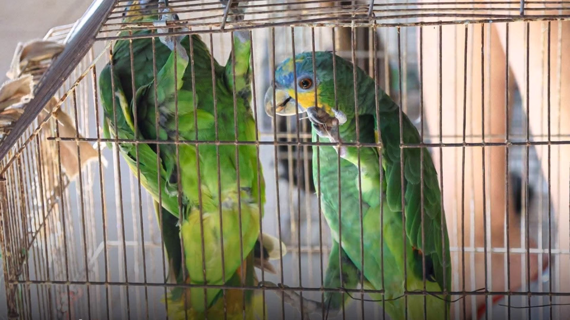 Serfor Arequipa: aumentan rescates de monos y loros en cautiverio gracias a denuncias ciudadanas 1 Serfor Arequipa: aumentan rescates de monos y loros en cautiverio gracias a denuncias ciudadanas