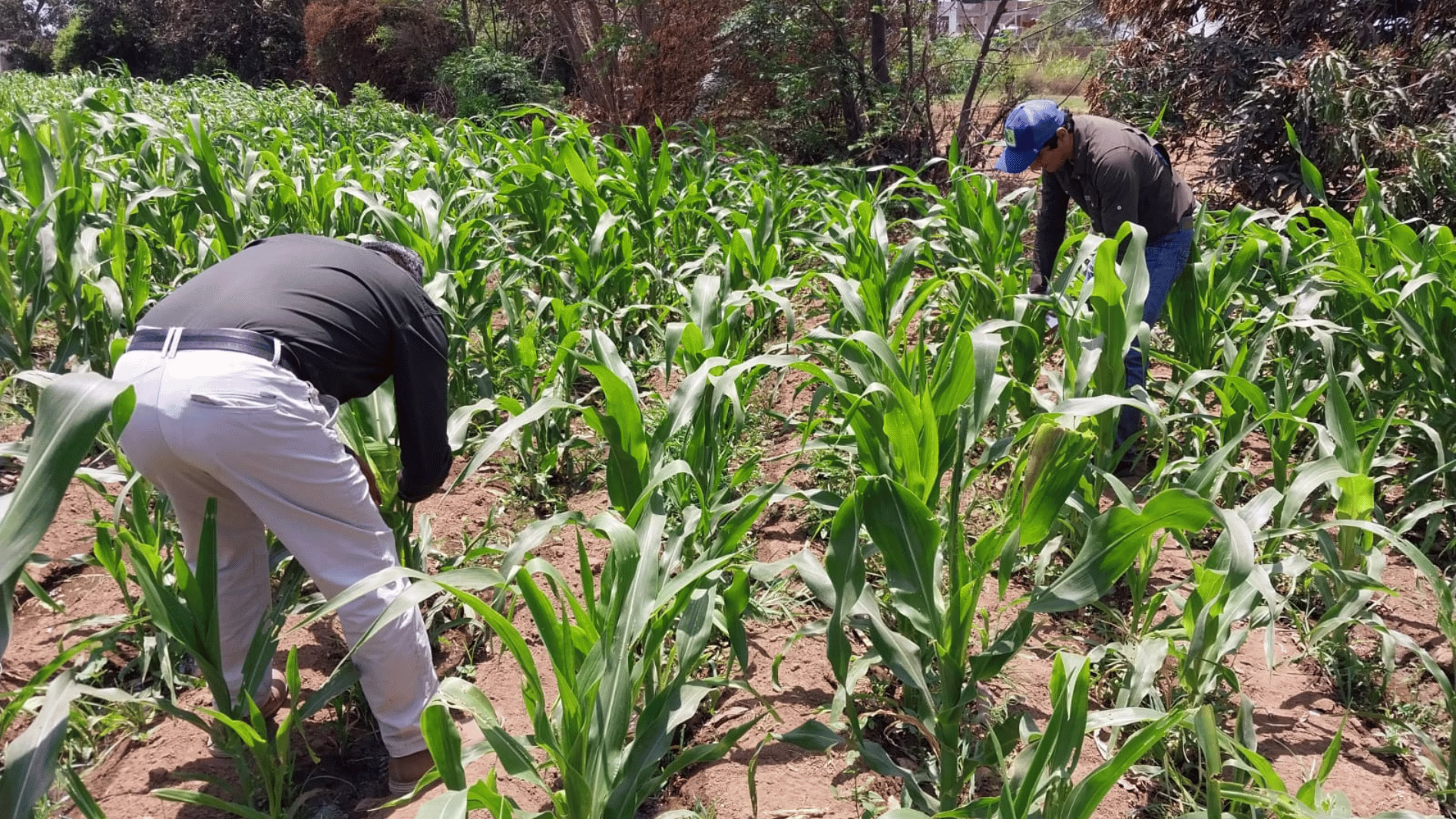 Senamhi advierte incremento del riesgo de plagas agrícolas entre el 16 y 19 de junio.