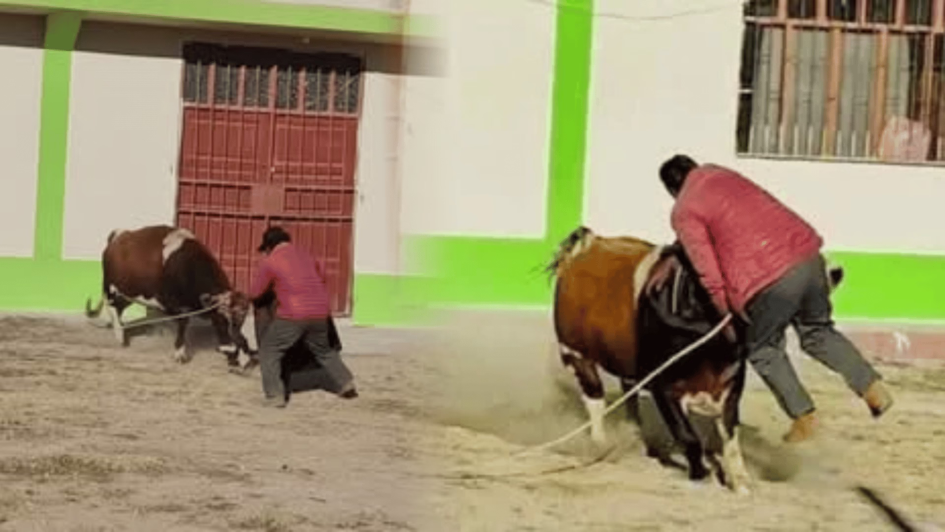 Fatal desenlace en fiesta taurina de Yunguyo: adulto mayor murió tras ser embestido por un toro.