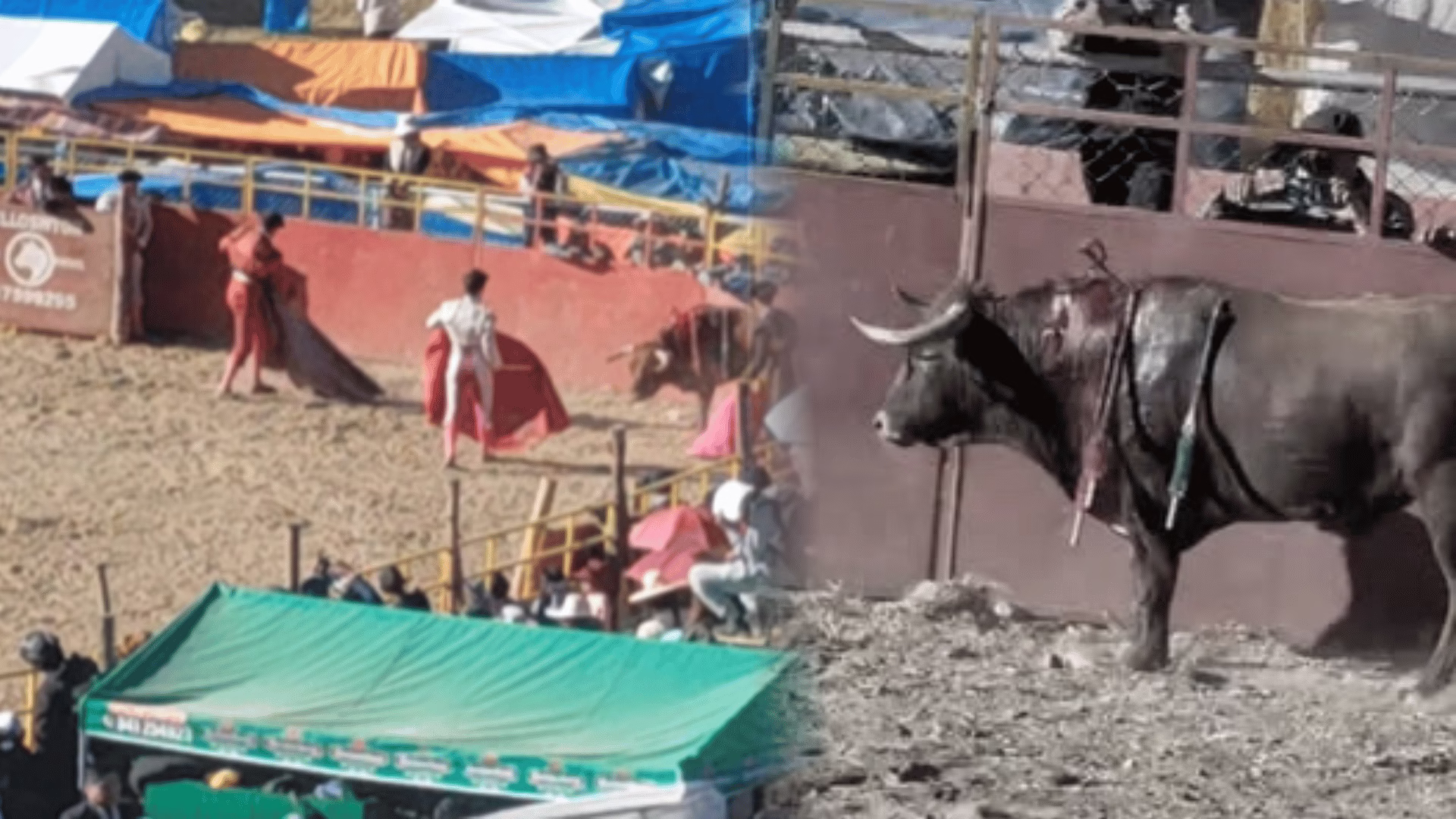 Rechazan cruel muerte de toros durante festividad en Ichu y visitantes exigen cambios en la tradición.