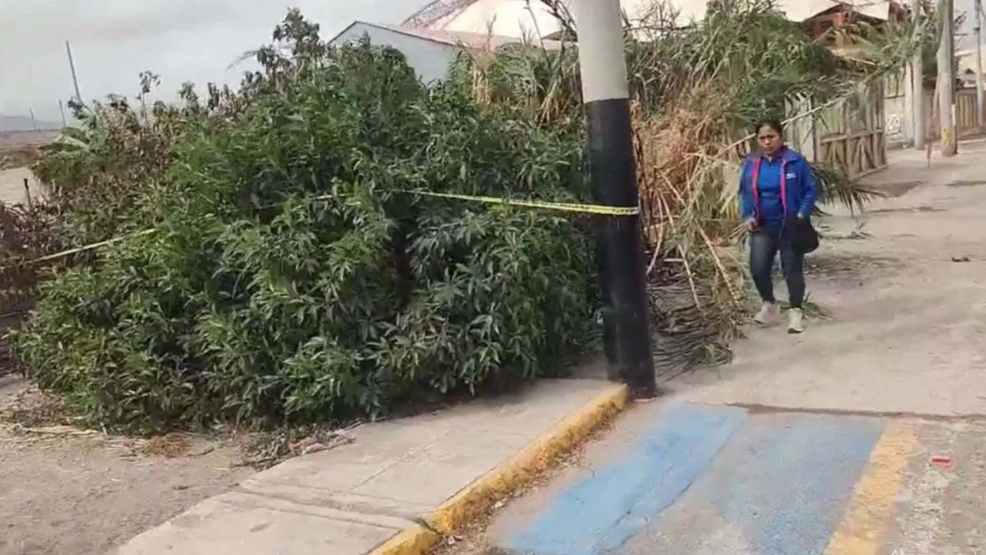 Hallan cuerpo calcinado tras incendio en cañaveral de Camaná: Policía investiga si fue crimen o accidente 1 Hallan cuerpo calcinado tras incendio en cañaveral de Camaná: Policía investiga si fue crimen o accidente