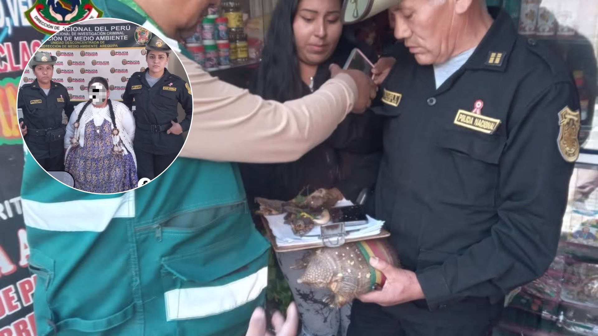 Arequipa: intervienen local en el Cercado y decomisan cabezas de anaconda, quirquincho y pieles