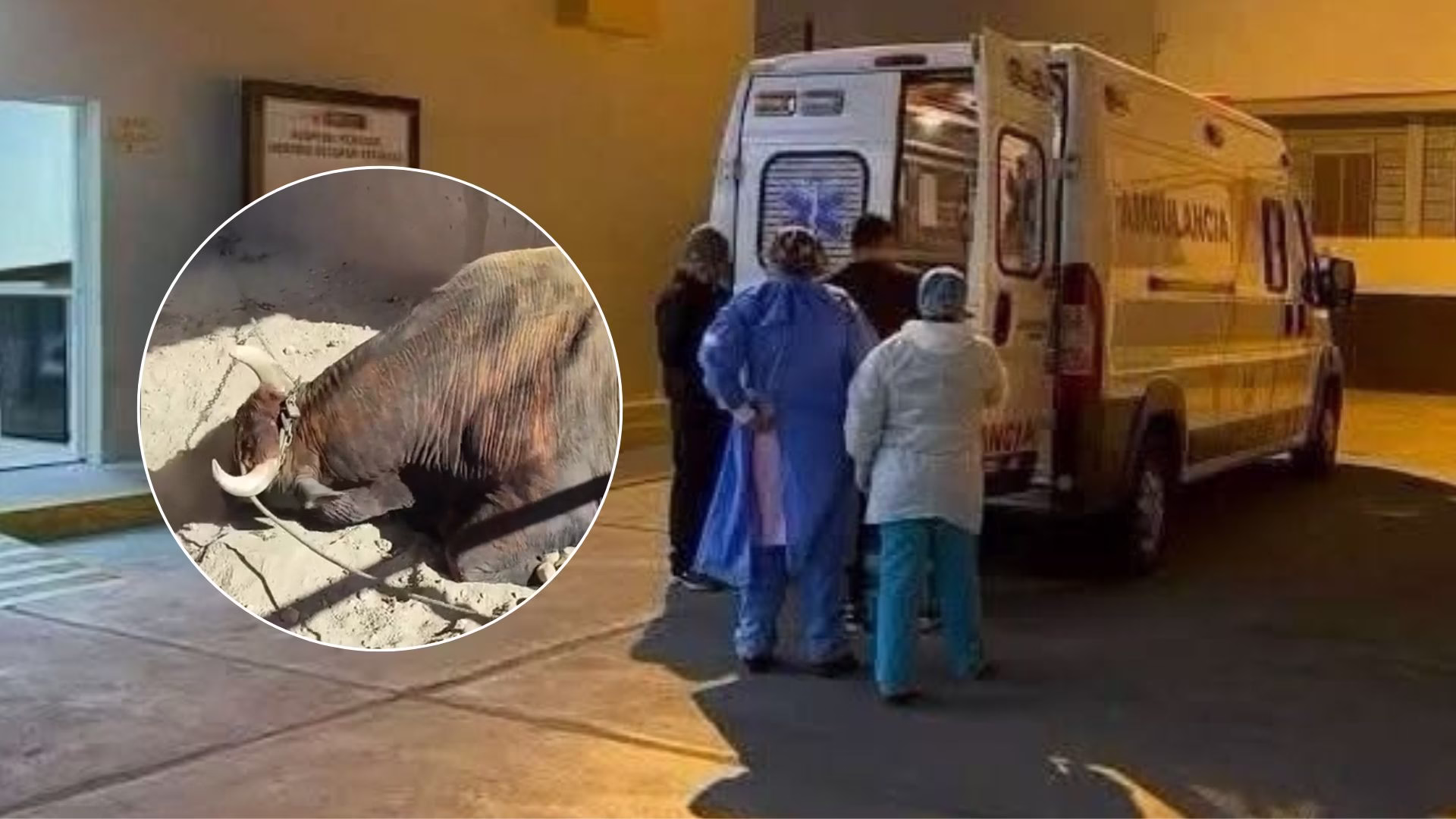 Arequipa: preparador de toros de pelea lucha por su vida tras ser corneado por astado en Socabaya