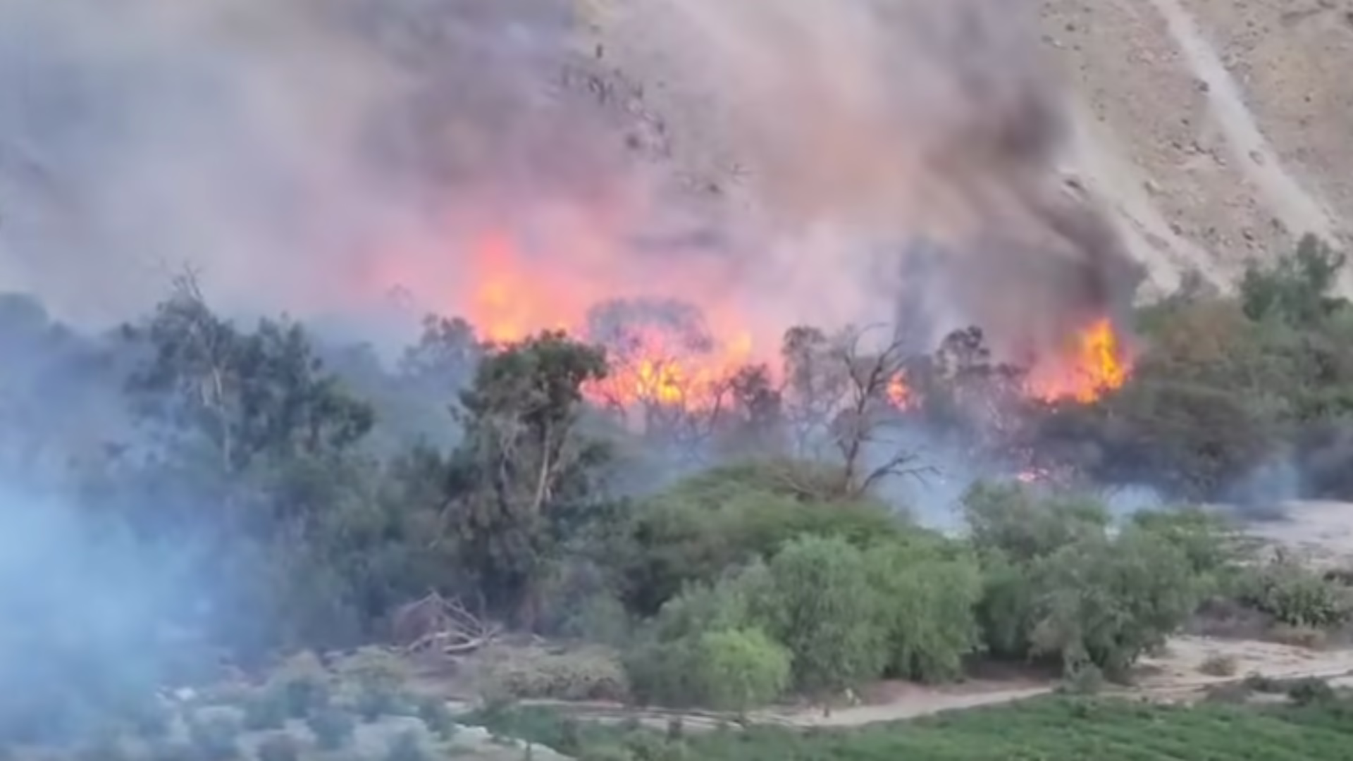 Moquegua: devastador incendio arrasa con los cultivos de palta en el distrito de Omate.
