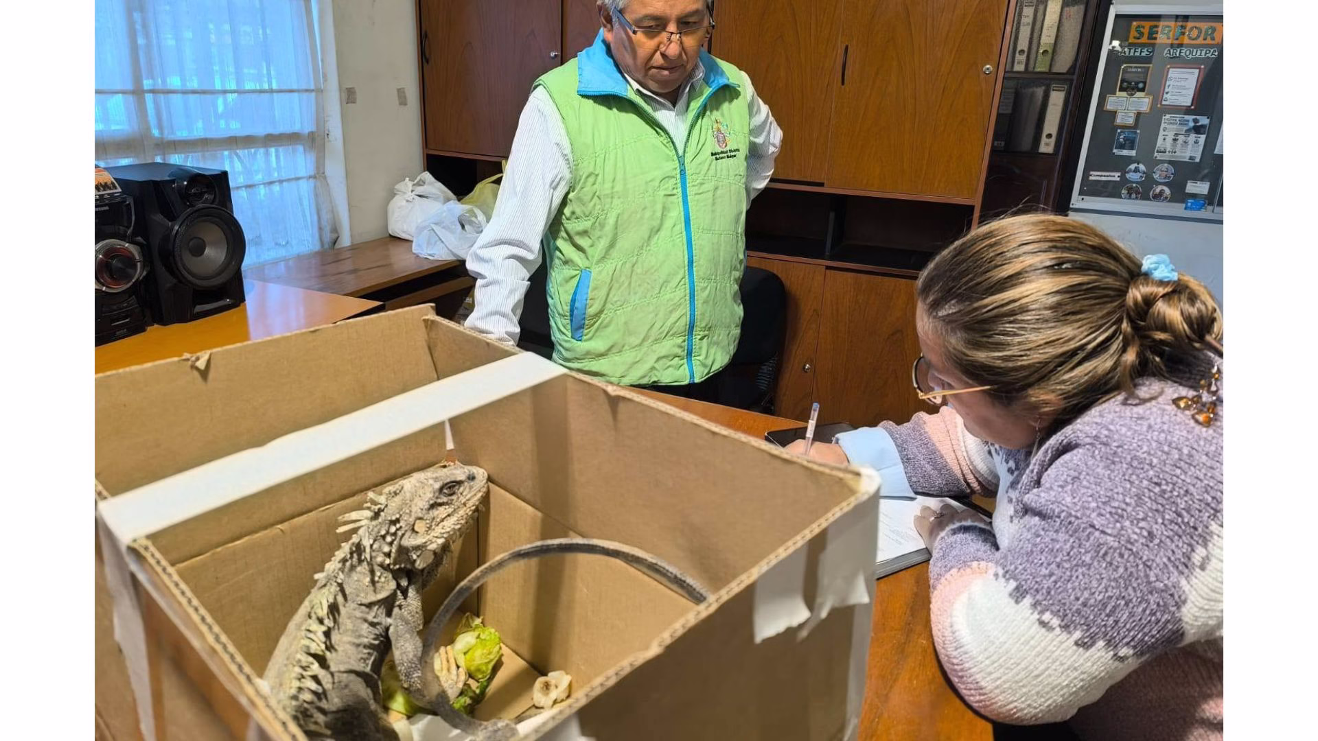 Arequipa: iguana de cola espinosa es rescatada en Mariano Melgar tras aparecer en zona urbana