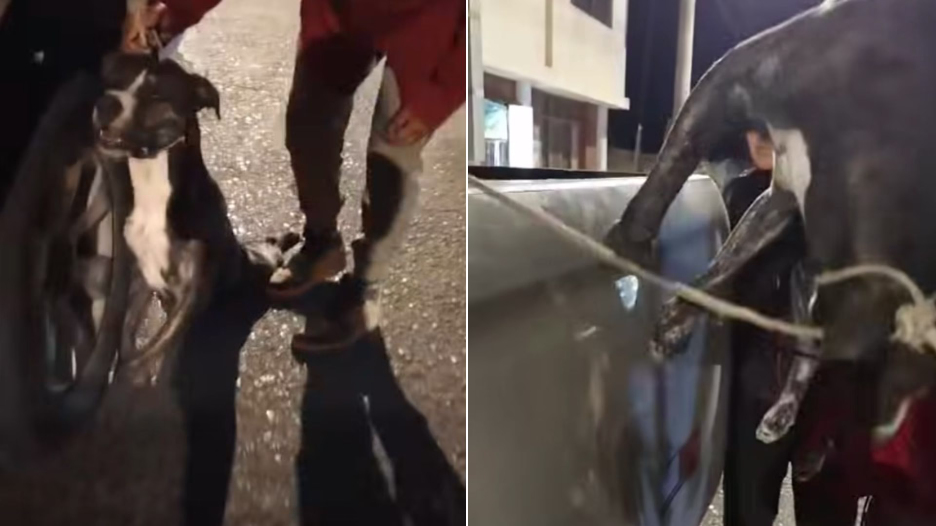 Investigan presunto caso de maltrato animal en El Pedregal: difunden video de perro amarrado a camioneta