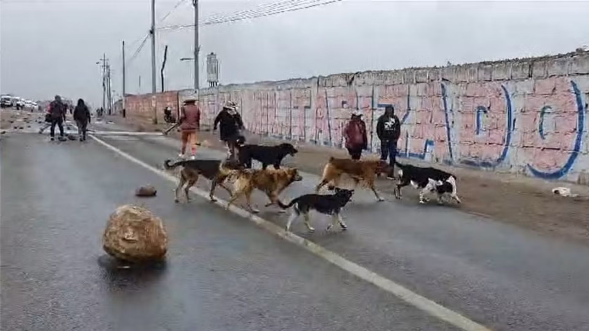 Dos mujeres murieron por ataques de perros en Arequipa: las mordeduras superan los 4,300 en 2026