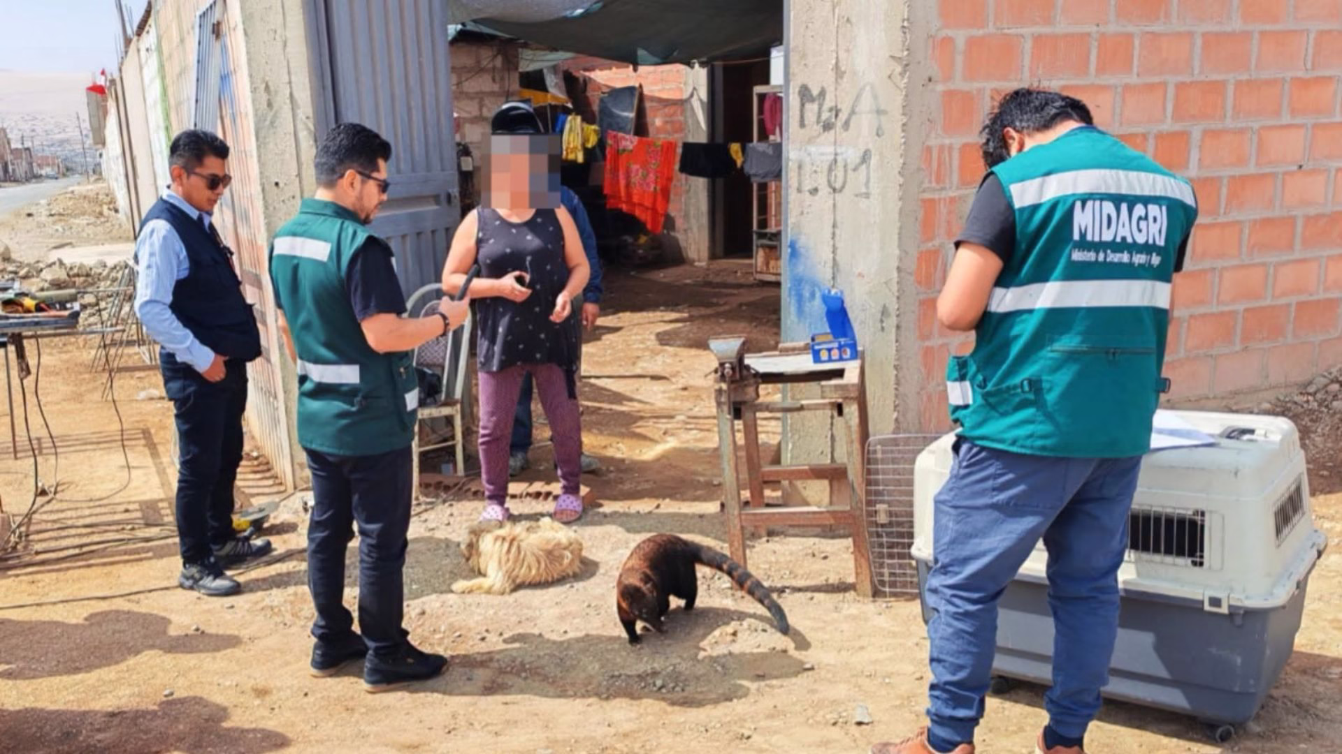 Tacna: Fiscalía rescata a coatí de cola anillada mantenido en cautiverio ilegal en taller de soldadura 1 Tacna: Fiscalía rescata a coatí de cola anillada mantenido en cautiverio ilegal en taller de soldadura