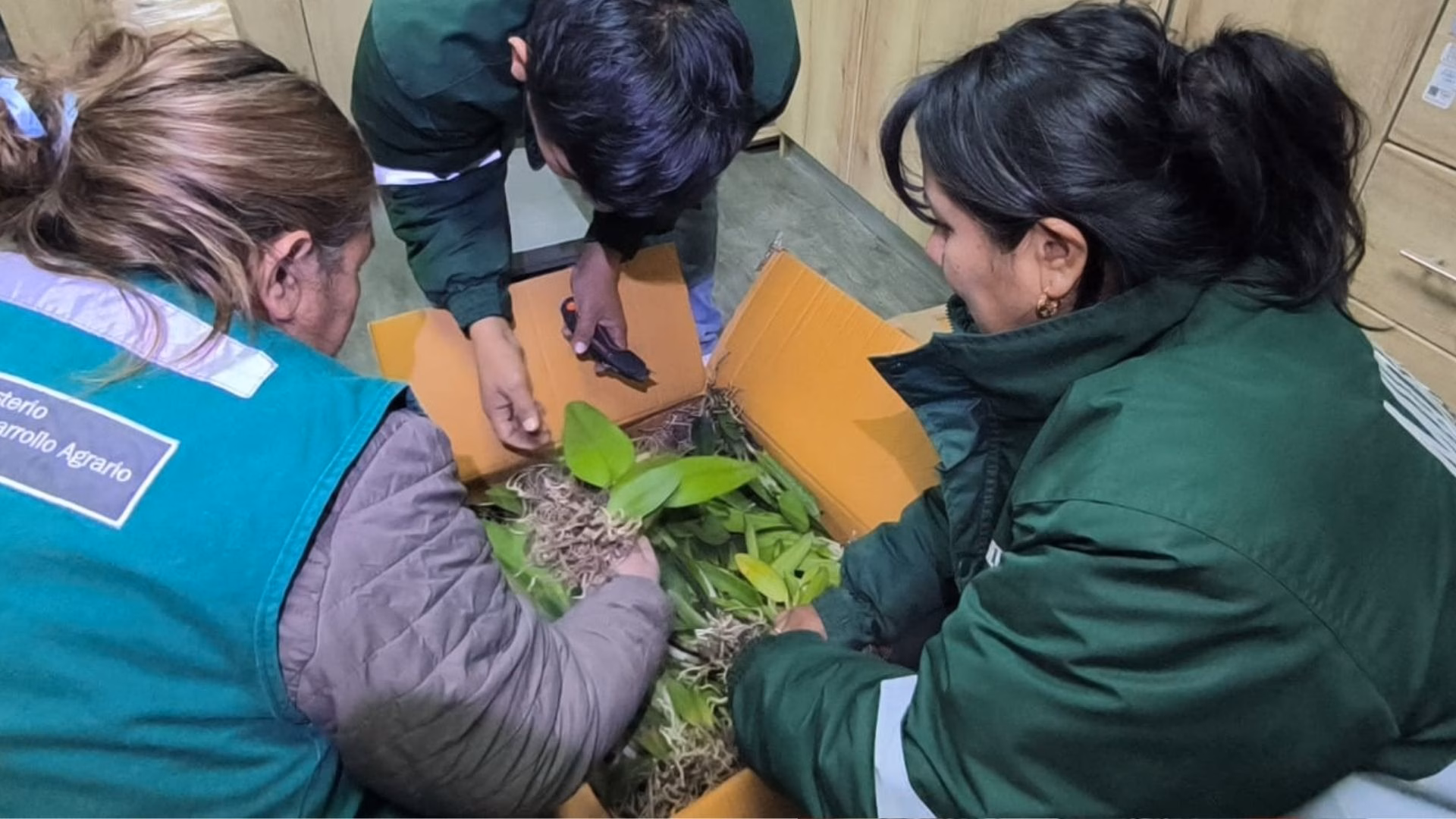 Arequipa: Serfor incauta más de 270 orquídeas sin documentación durante operativo en Yura