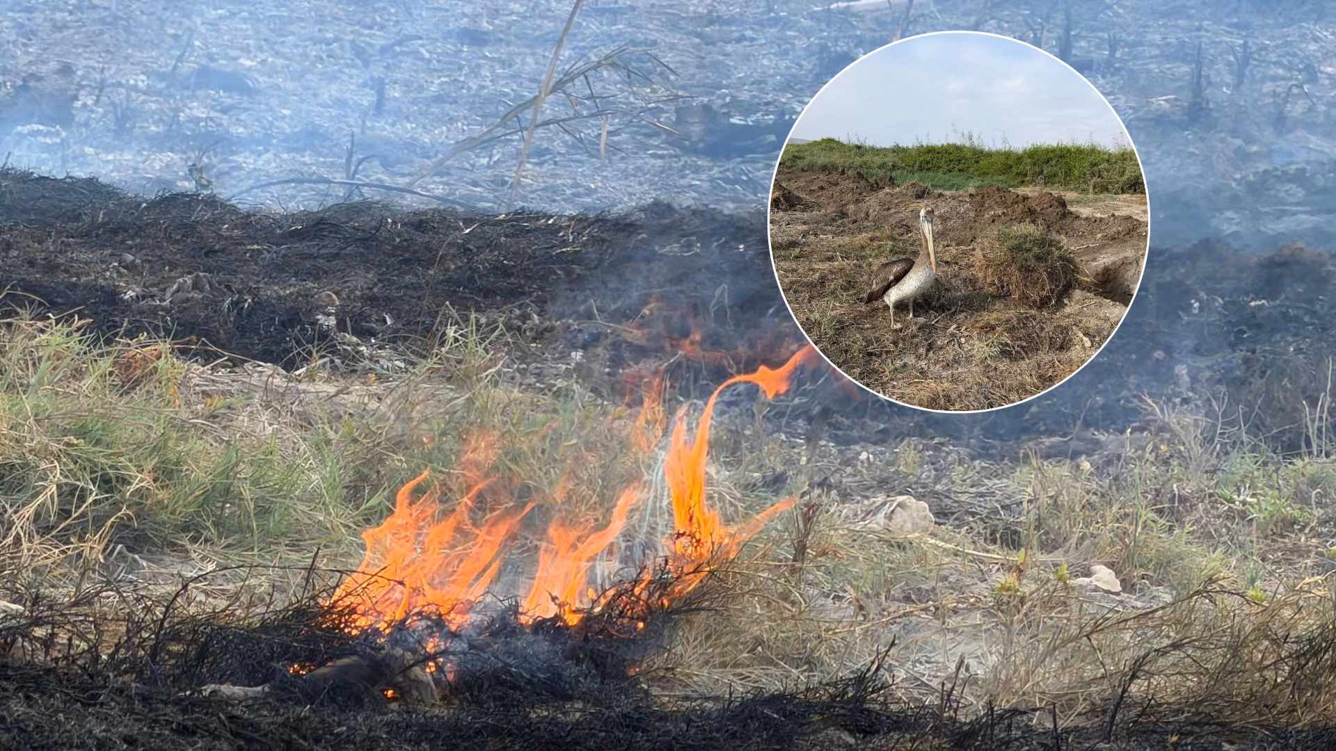 Arequipa: Incendio afecta 400 m² del Santuario Nacional Lagunas de Mejía, fuego fue controlado
