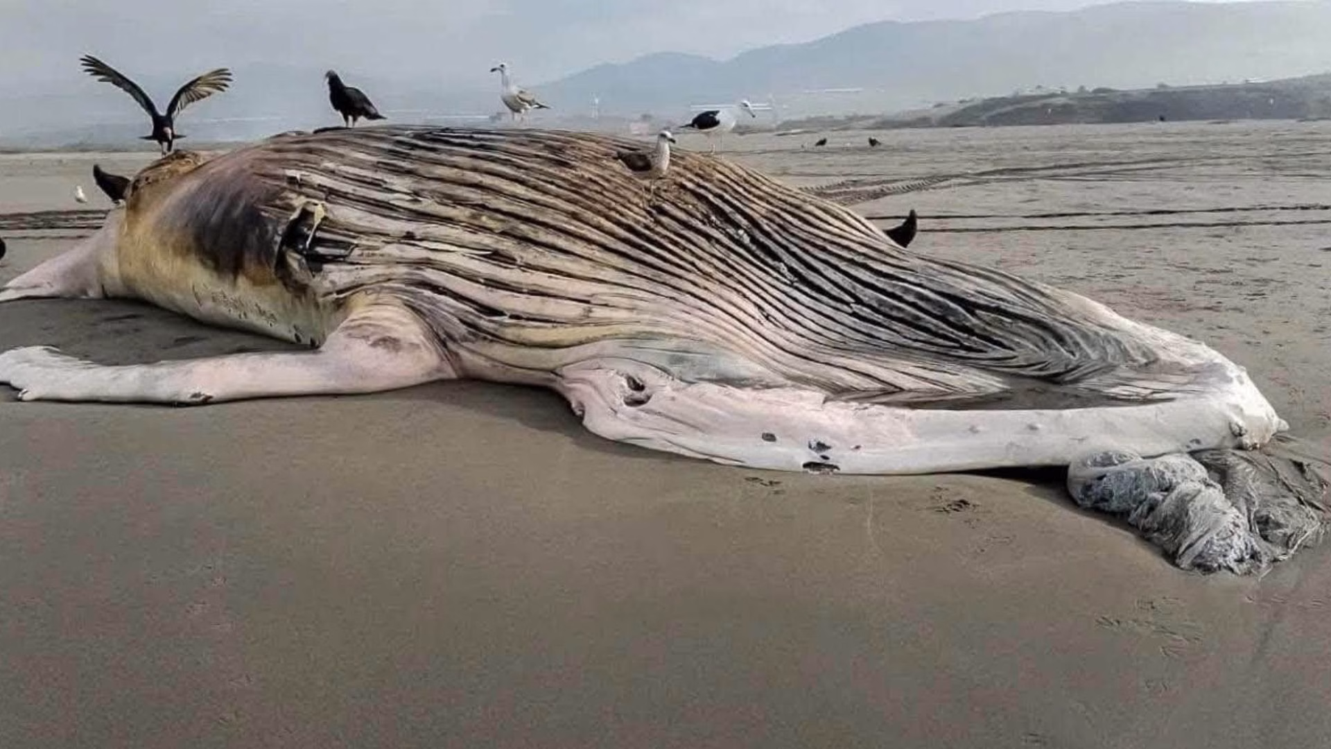 Islay: hallan sin vida a ballena jorobada de 14 metros de largo en playa Sombrero Chico de Mejía