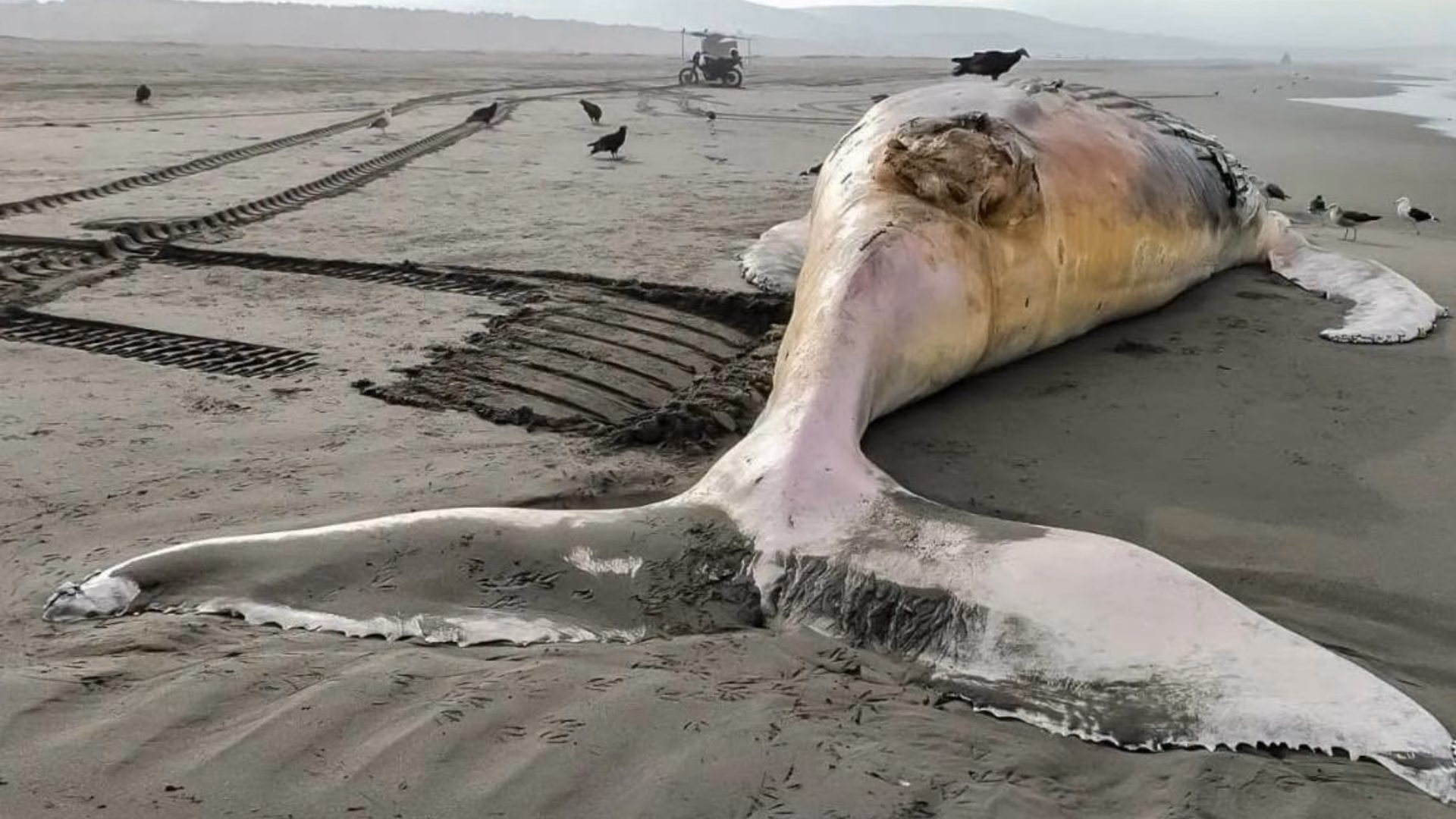 Islay: hallan sin vida a ballena jorobada de 14 metros de largo en playa Sombrero Chico de Mejía