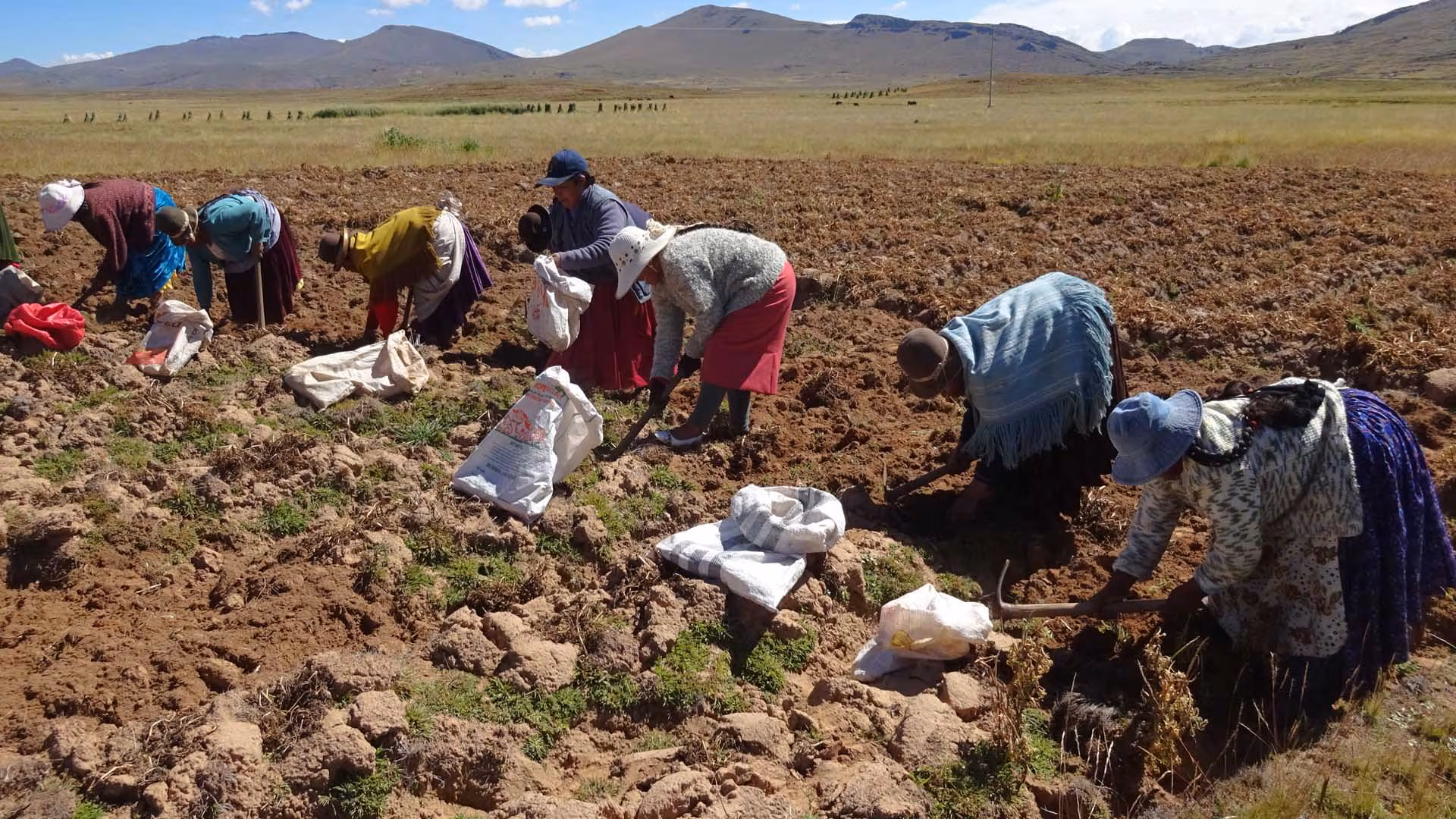 Senamhi alerta sobre posible escasez de lluvias en Puno y urge a tomar acciones en el sector agropecuario.