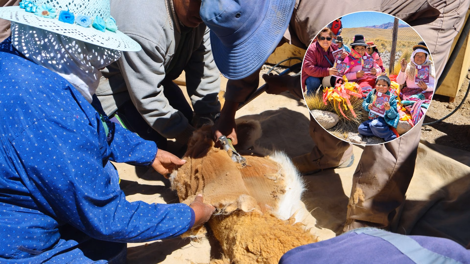 San Juan de Tarucani: festival de la vicuña promueve turismo sostenible en este alejado distrito