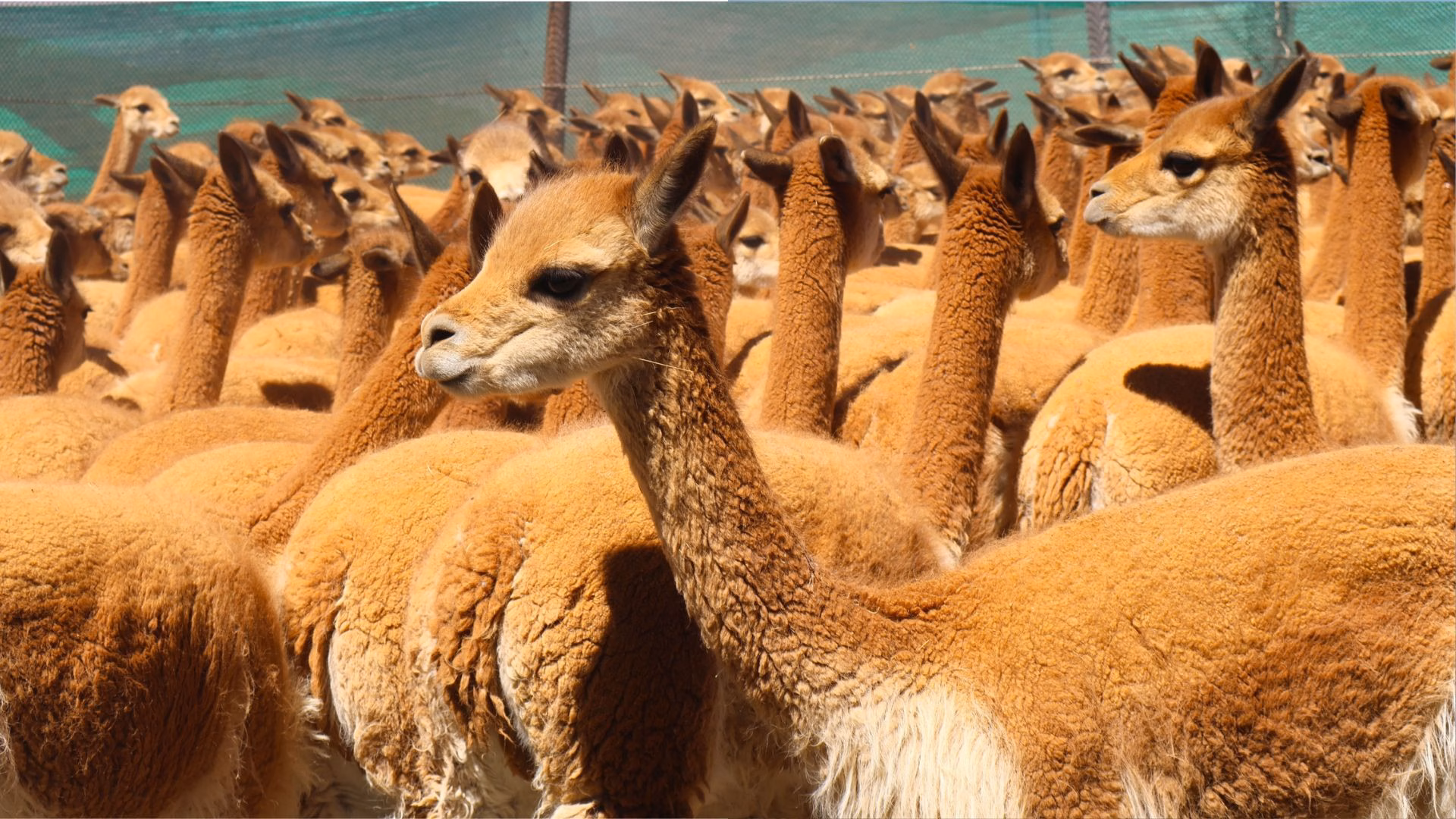 San Juan de Tarucani: festival de la vicuña promueve turismo sostenible en este alejado distrito