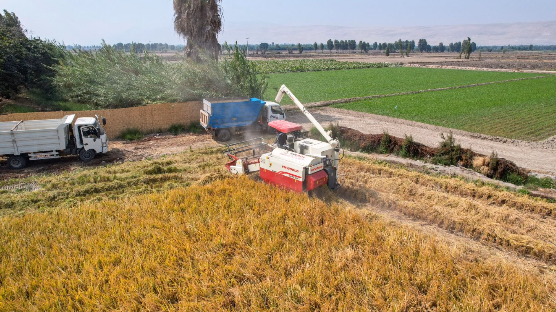 Valle de Tambo: 1,400 agricultores acceden a cosecha mecanizada de arroz impulsada por Southern
