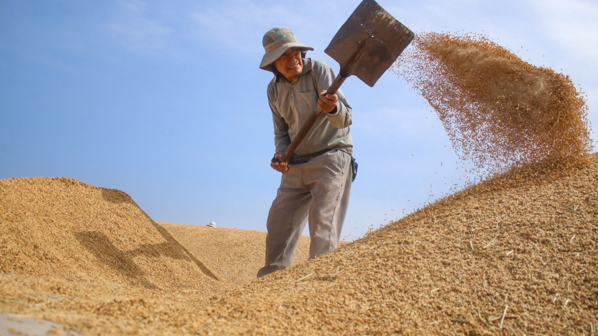 Valle de Tambo: 1,400 agricultores acceden a cosecha mecanizada de arroz impulsada por Southern